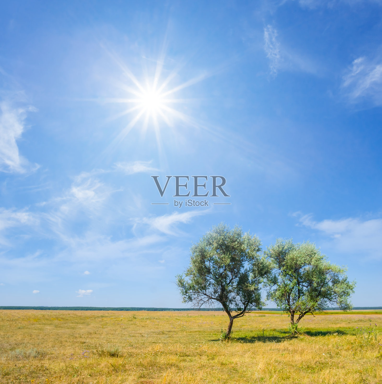 在炎热的阳光下，干燥的草原上有两棵绿树照片摄影图片