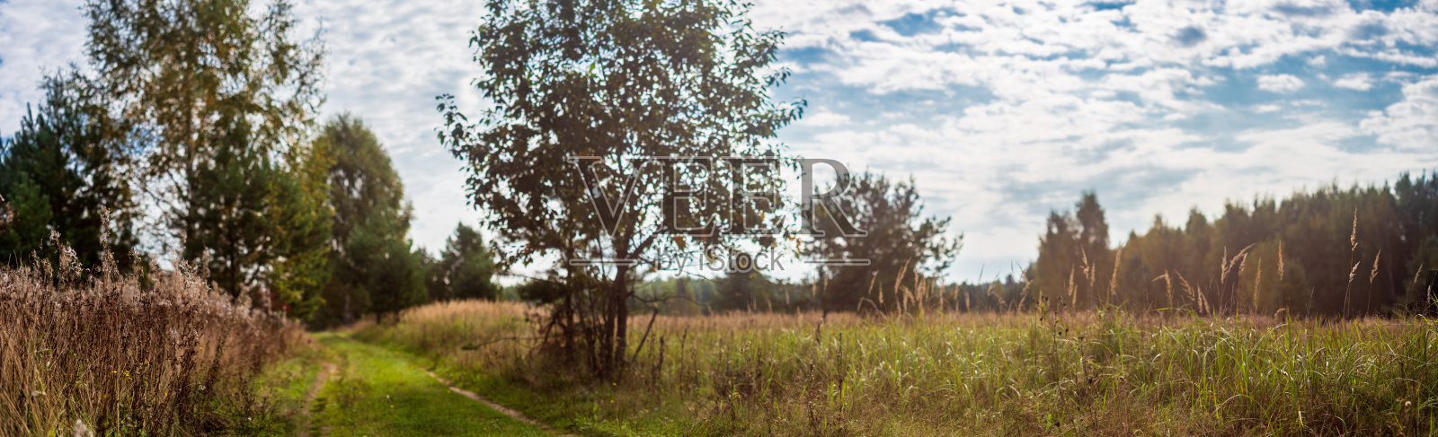 草地和树木全景照片摄影图片