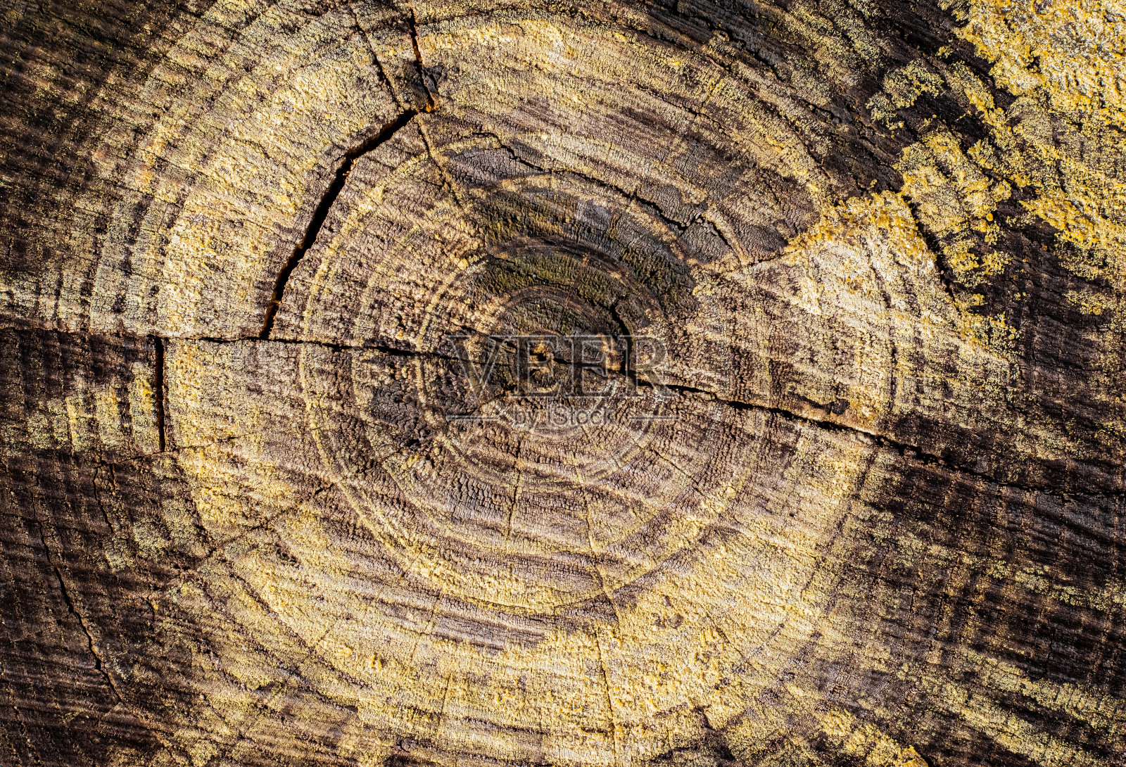 松树林的年轮和树桩上的树脂的特写照片摄影图片