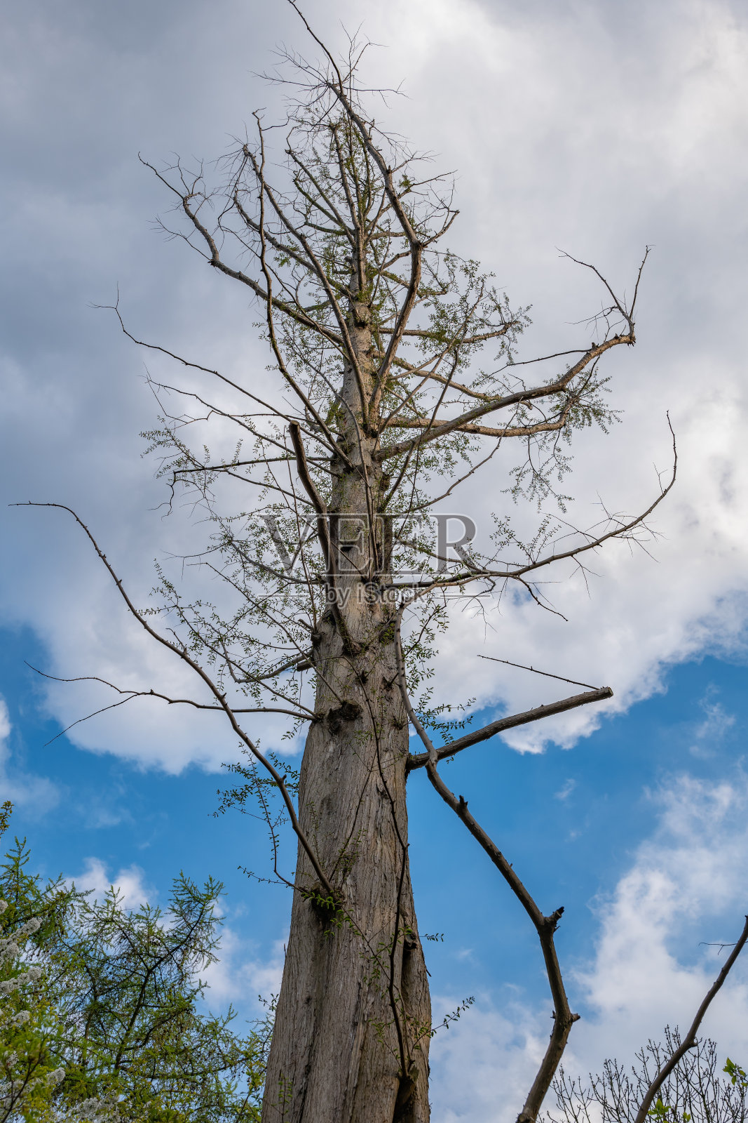 水杉树照片摄影图片
