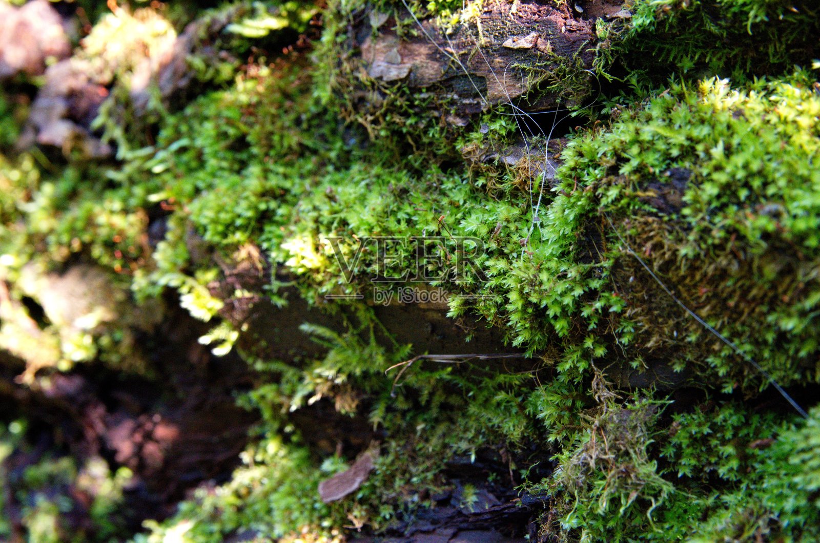 长满苔藓的树皮。照片摄影图片