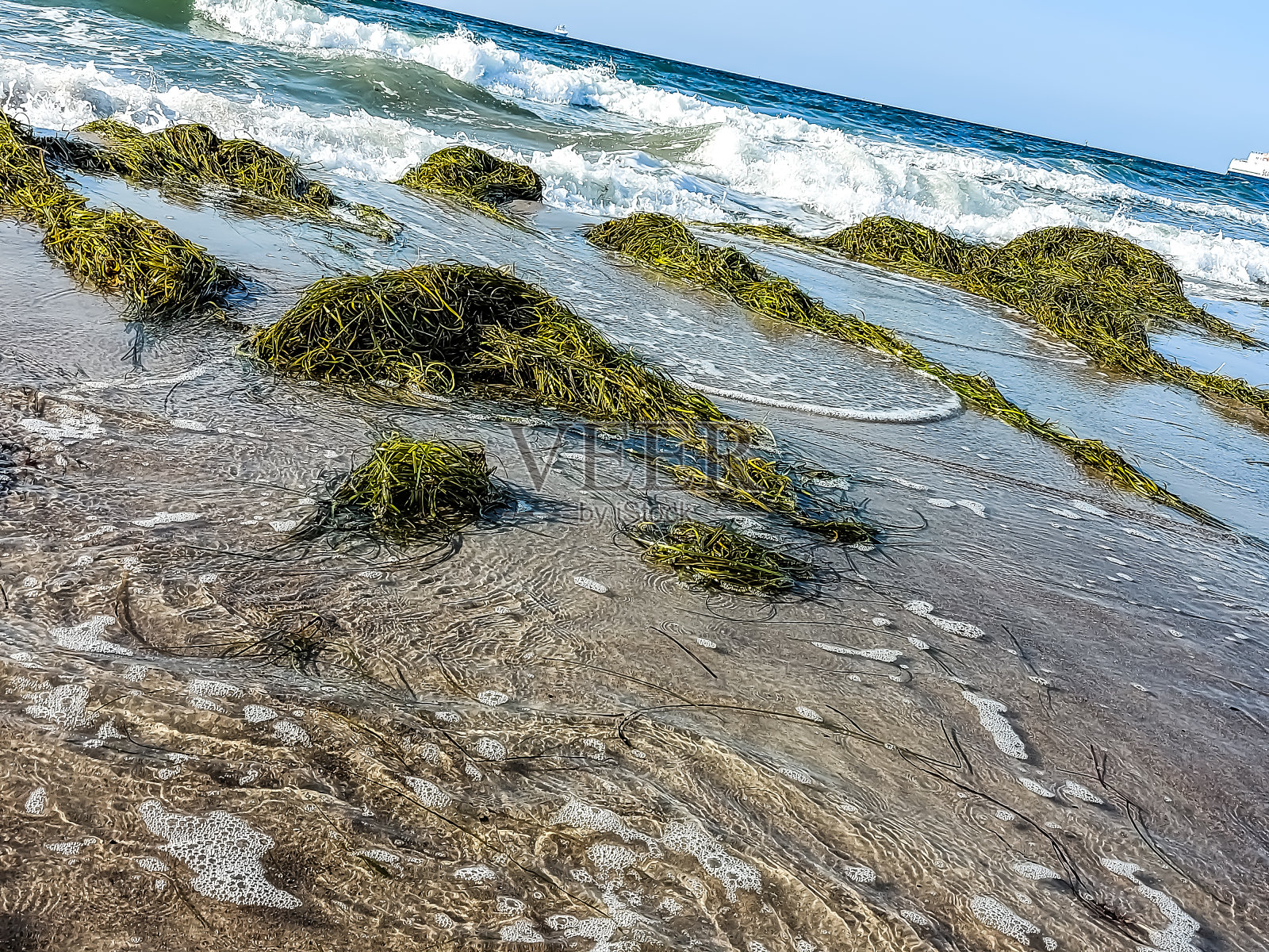 刚被风暴和海浪冲上岸的海藻照片摄影图片