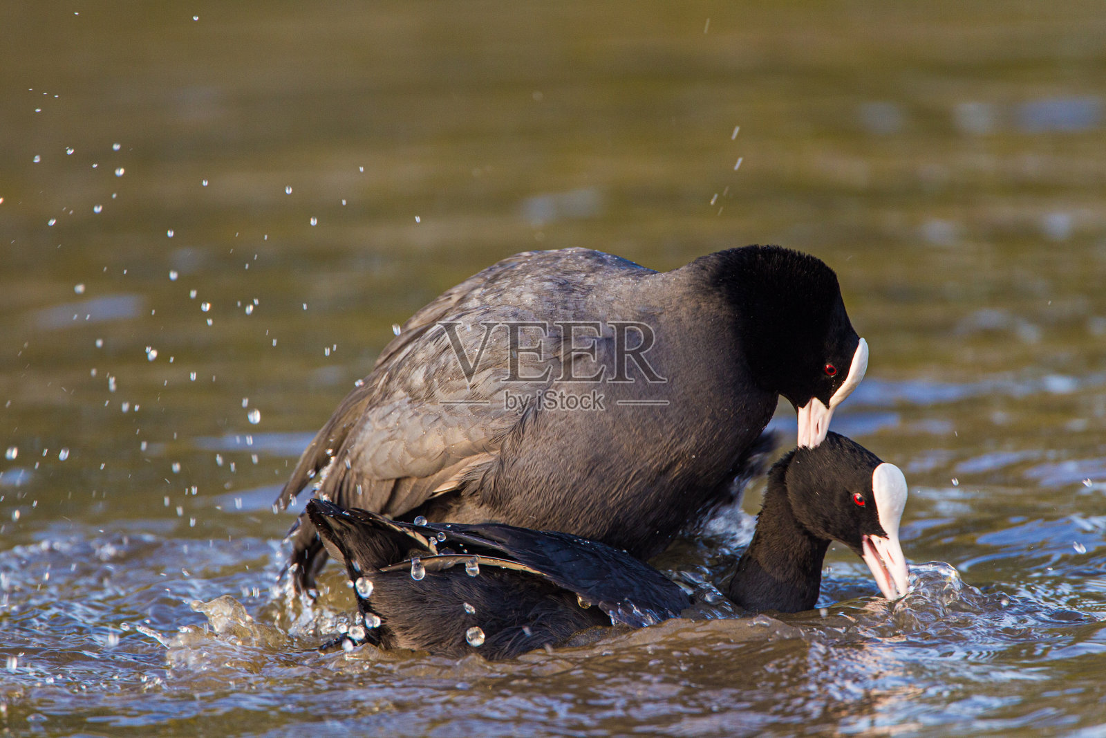 英国伦敦，欧洲白骨顶在巢附近交配照片摄影图片