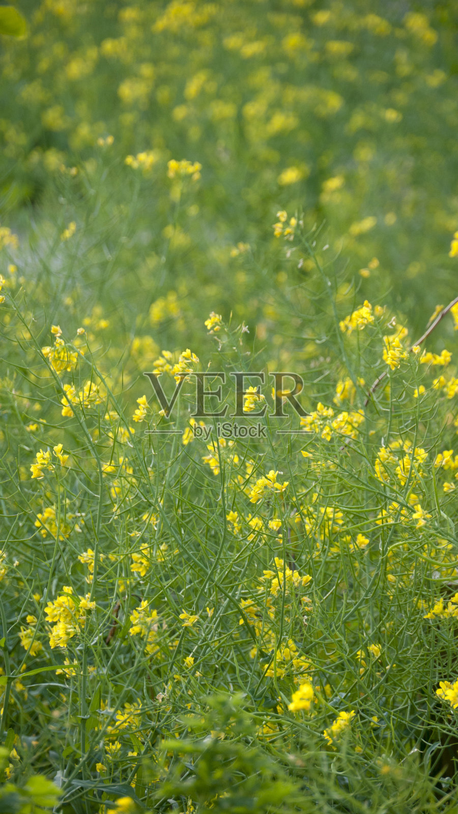绿色田野里黄色的野花照片摄影图片