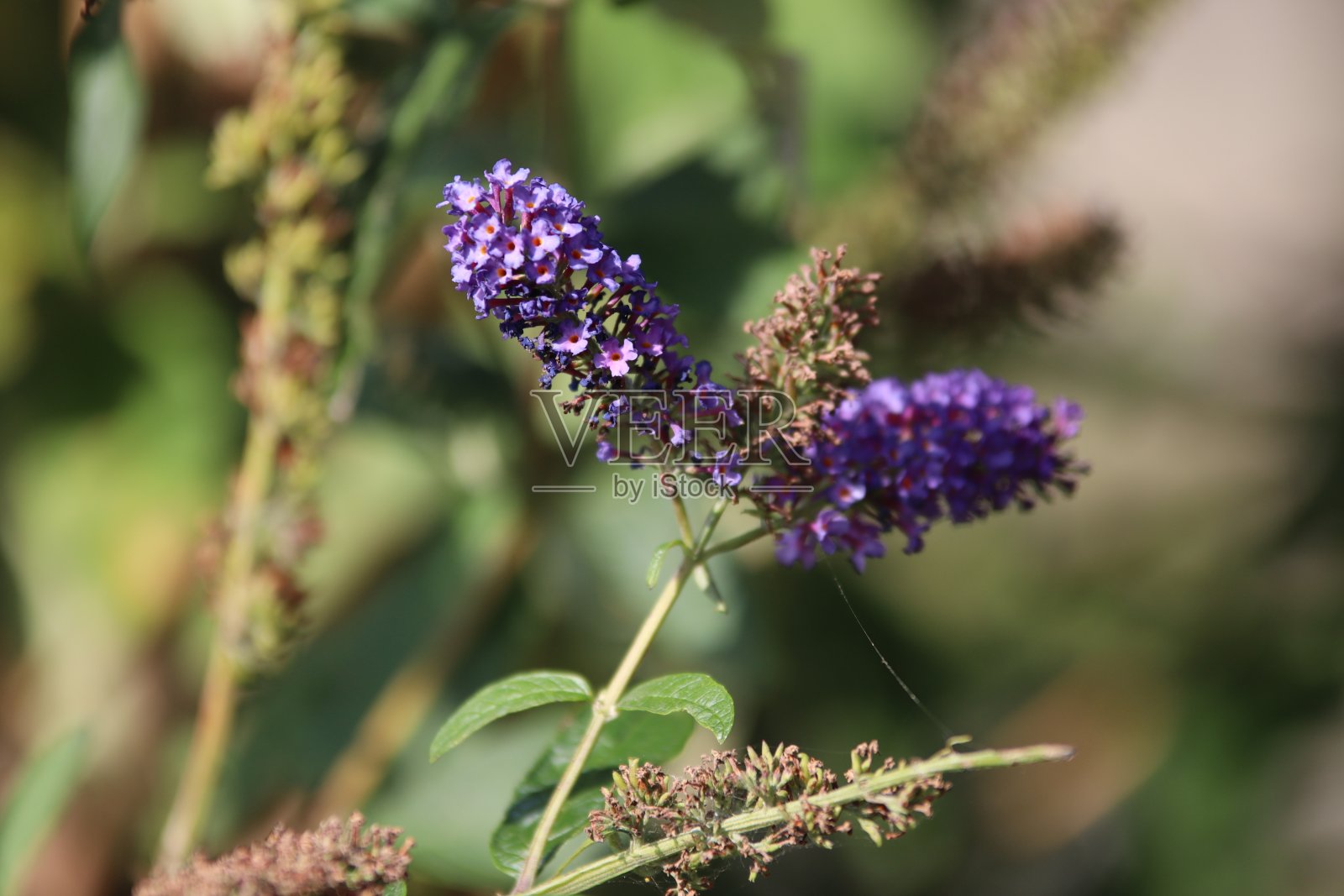 夏日草地上的薰衣草照片摄影图片
