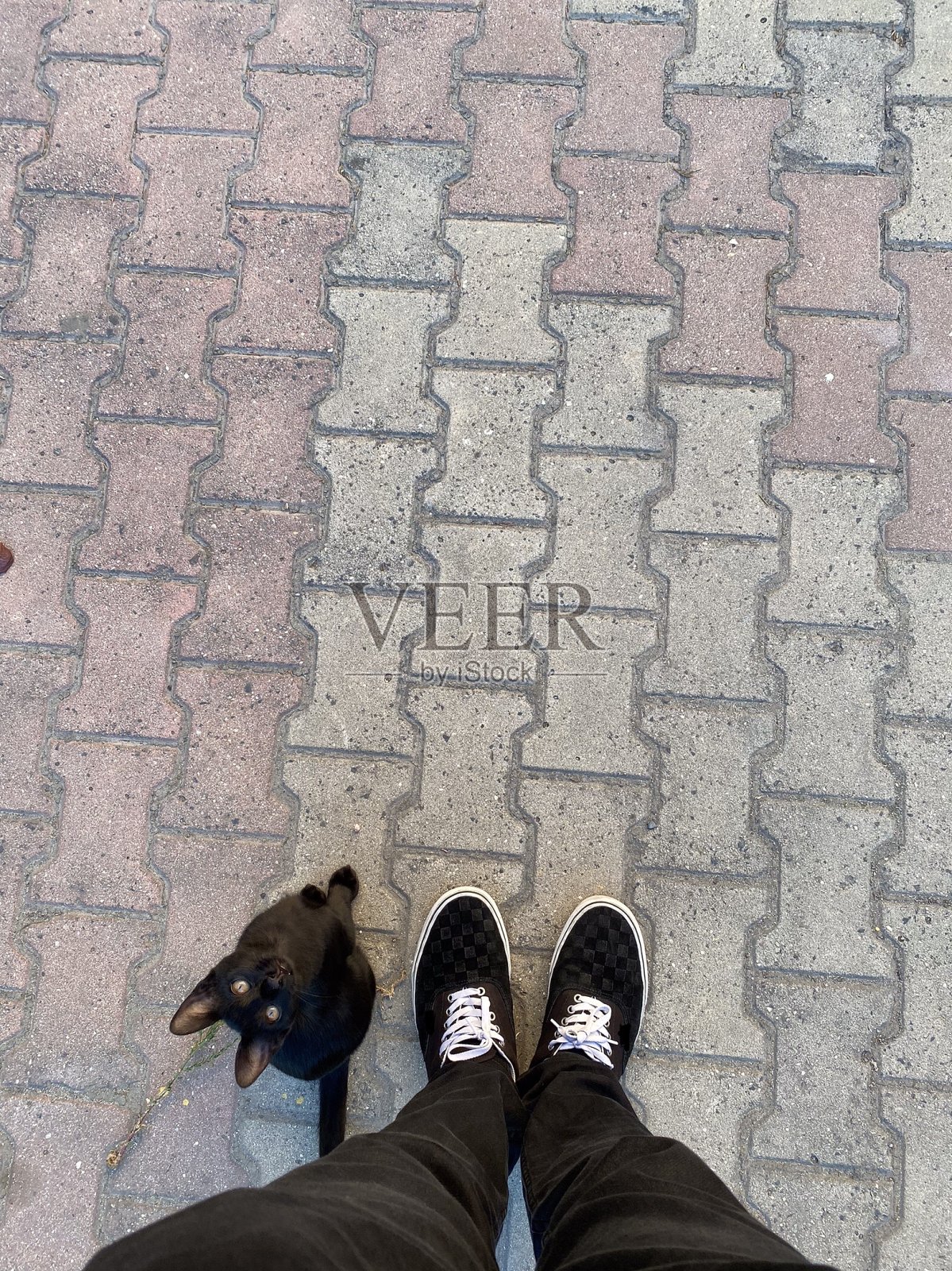 黑猫和鞋子照片摄影图片