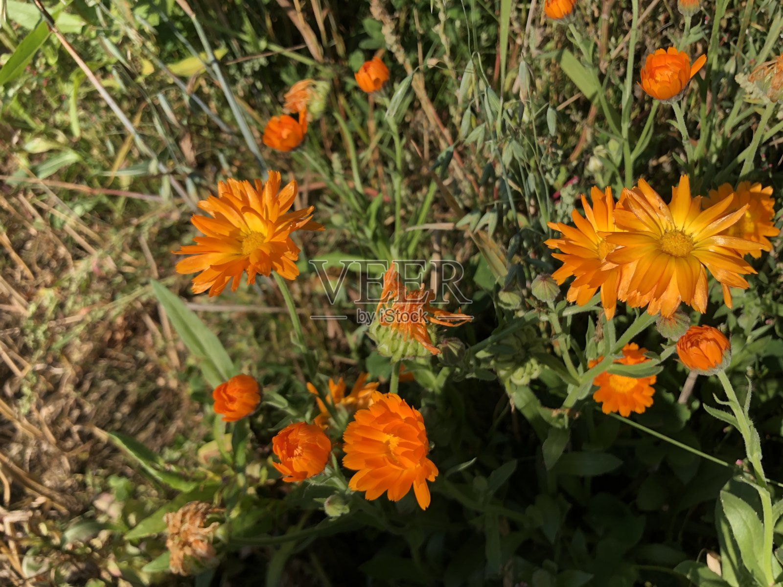 沿途有漂亮的橙色野花照片摄影图片