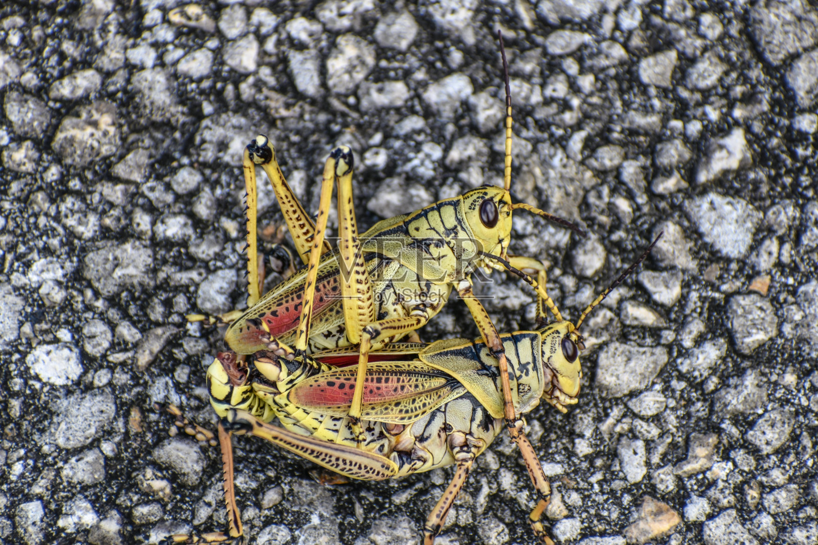 在沼泽植物上交配的蚱蜢照片摄影图片