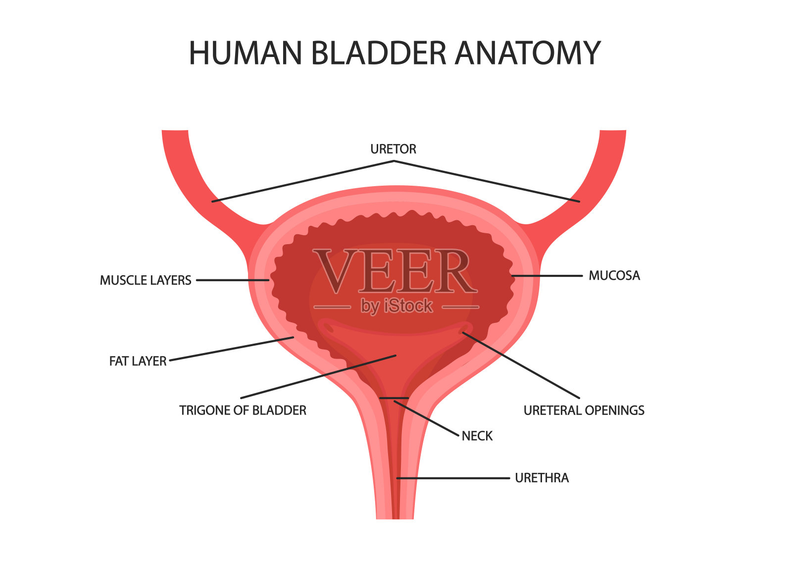 膀胱解剖器官概念。插画图片素材