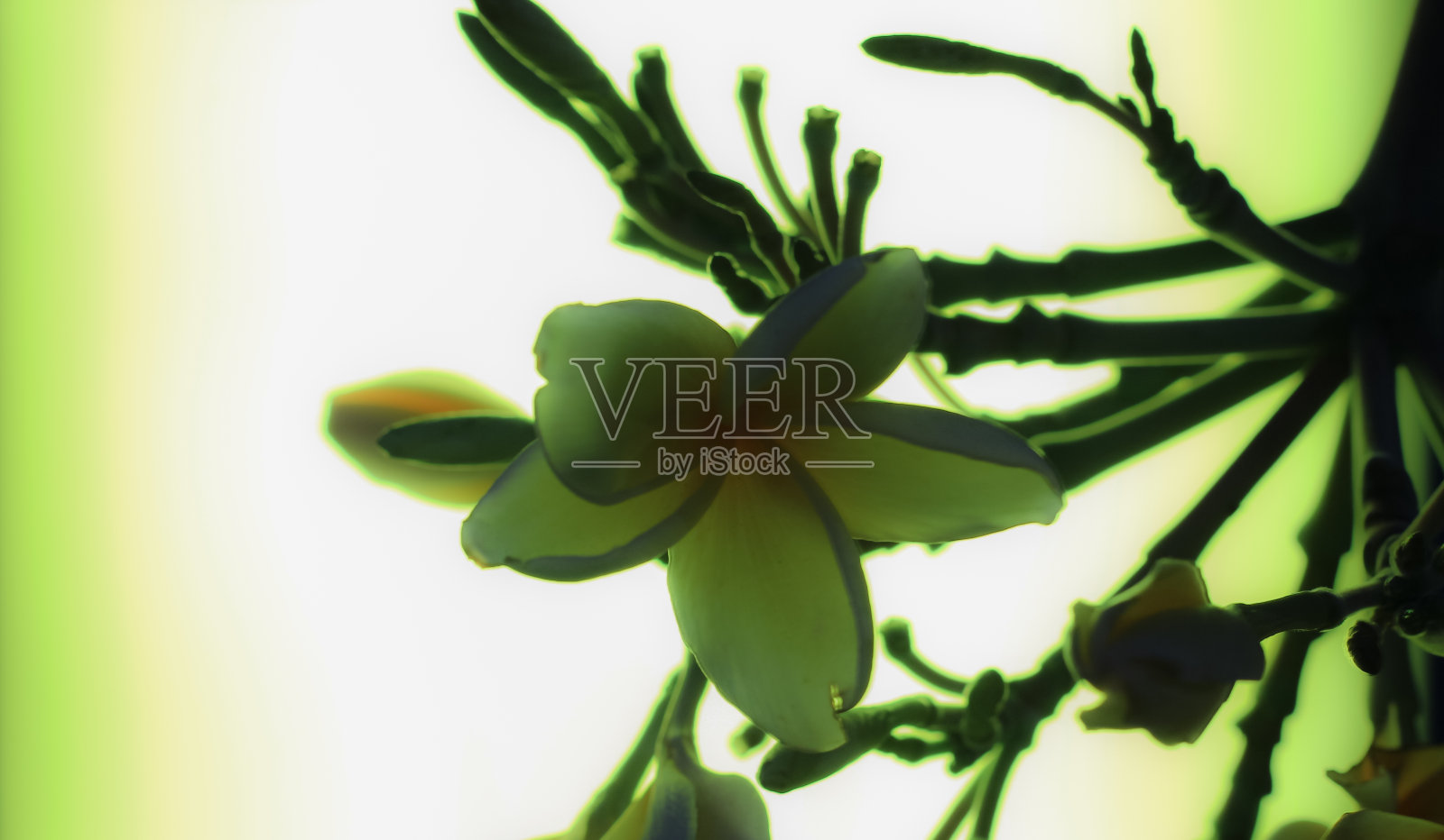 黄色花黄色背景照片摄影图片