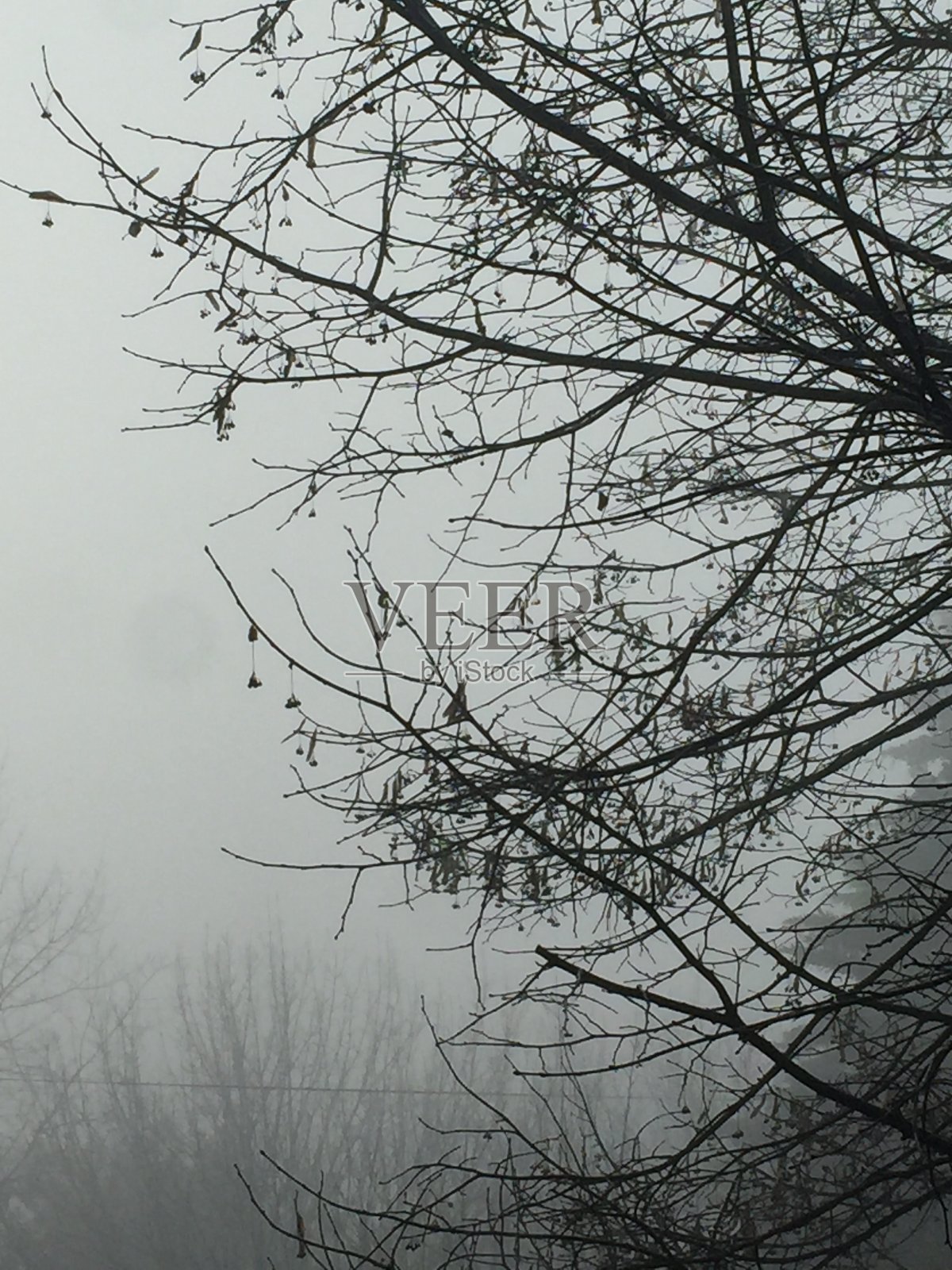 冬天的树枝照片摄影图片