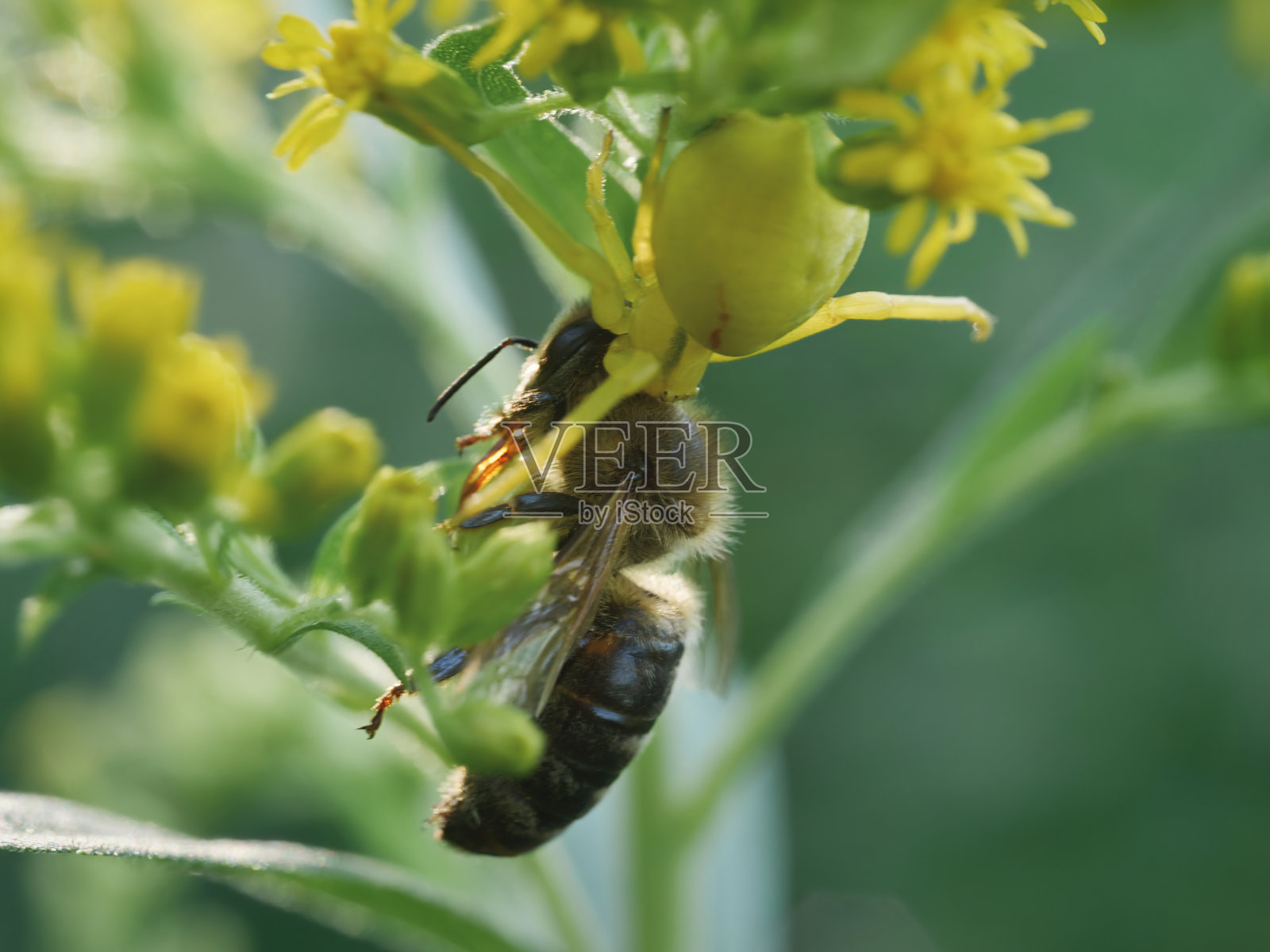 一只蟹黄色的蜘蛛在绿色的植物上捕捉一只蜜蜂的微距镜头照片摄影图片