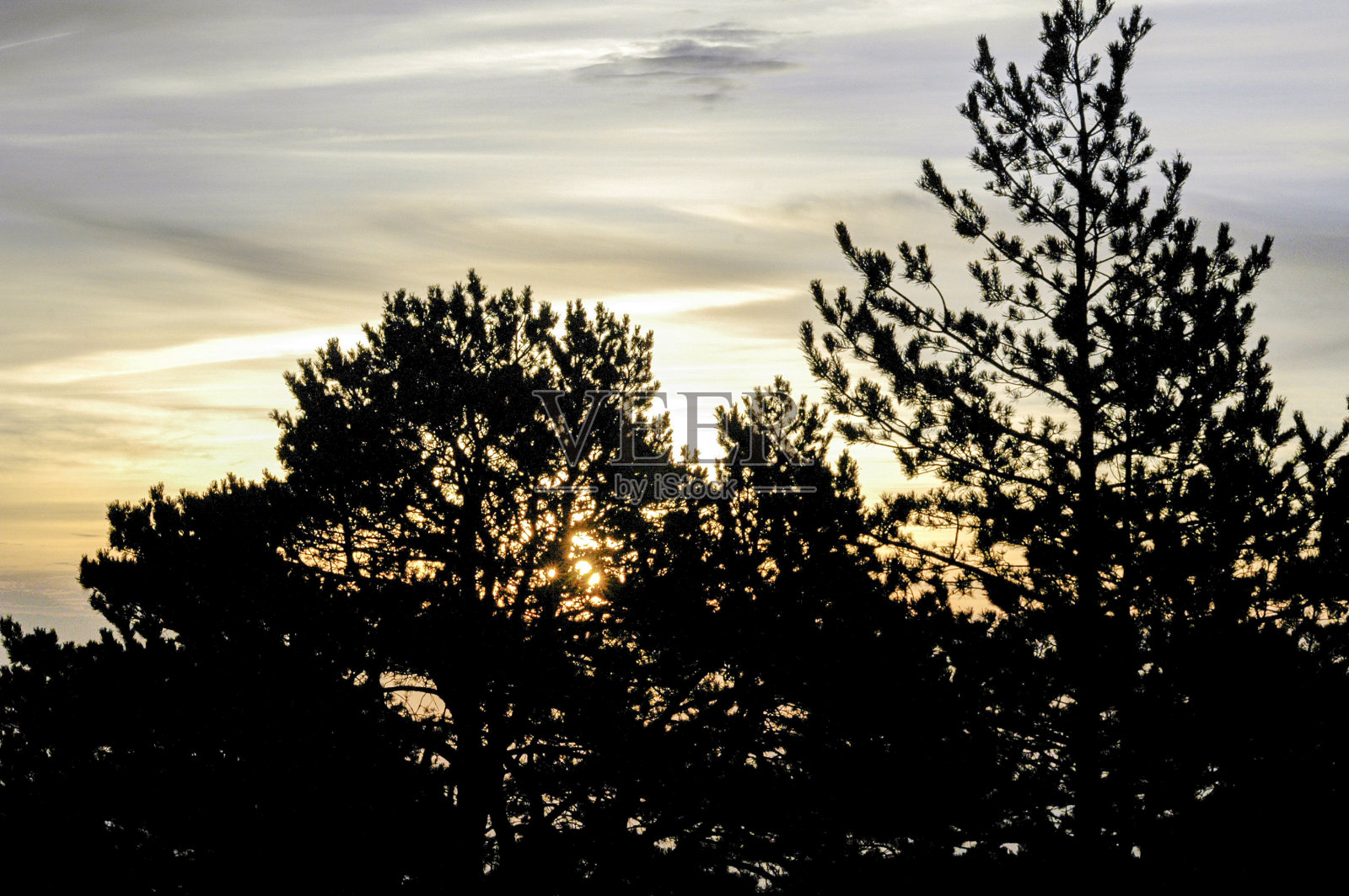 日落时松树间温暖的灯光照片摄影图片