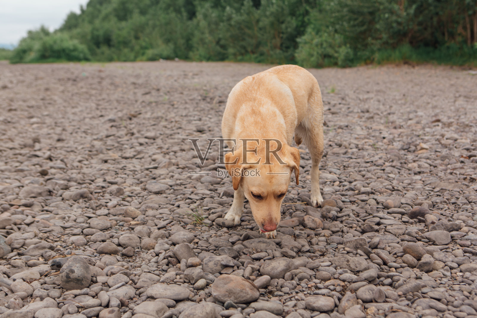 拉布拉多寻回犬在河边散步。照片摄影图片