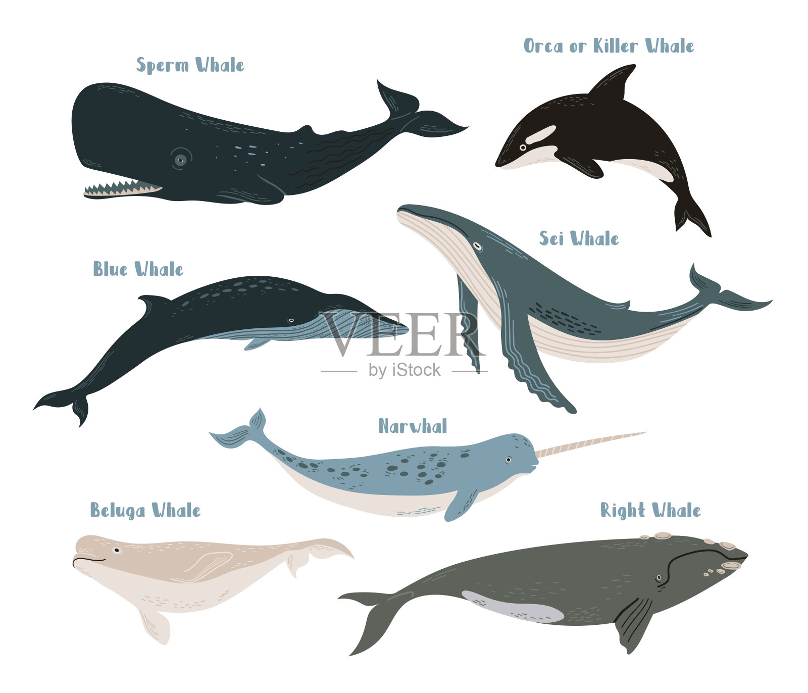 向量集合不同类型的鲸鱼:蓝色，逆戟鲸，虎鲸，抹香鲸，sei，右，白鲸和独角鲸。白色背景上的海洋生物插图设计元素图片