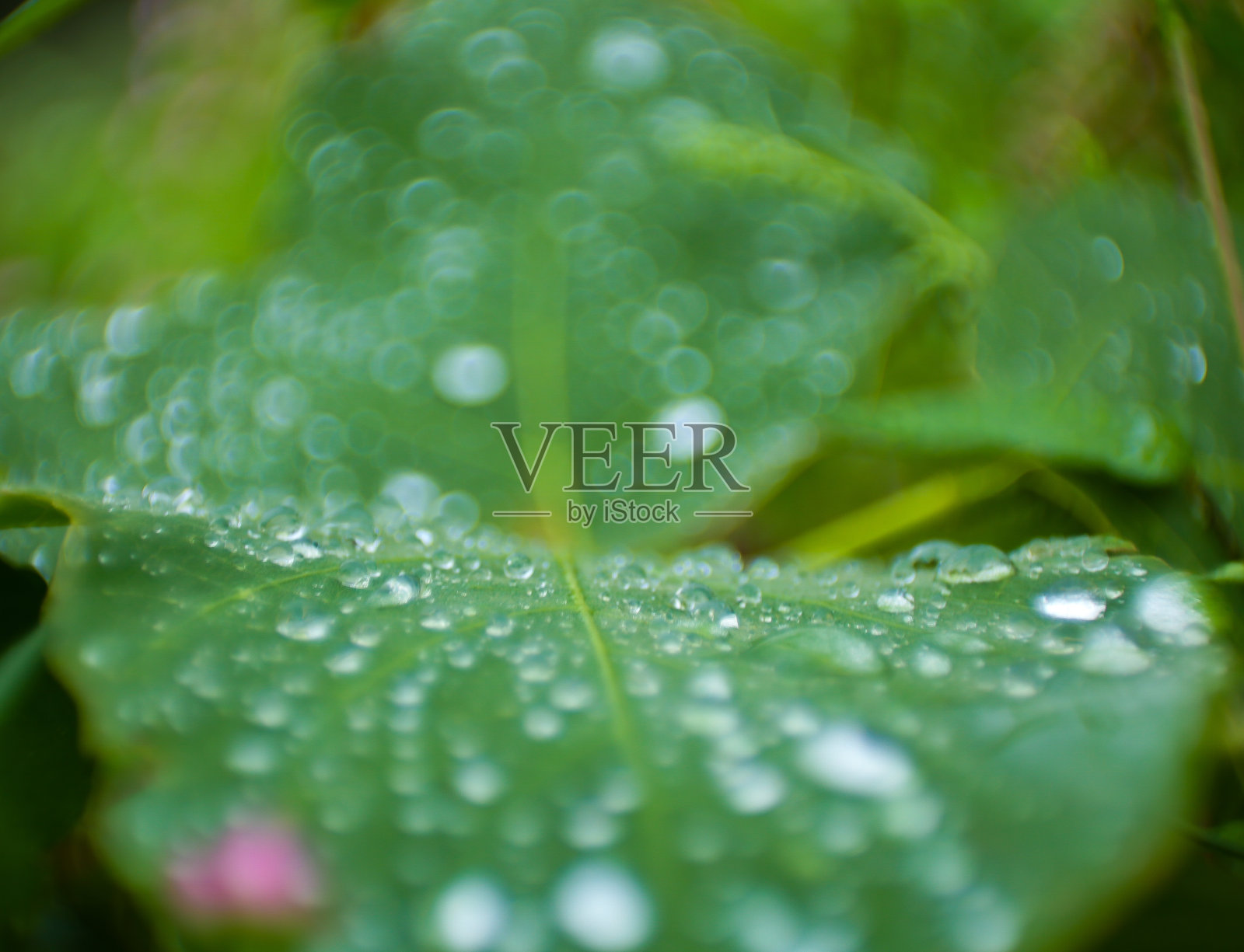 美丽的露滴照片摄影图片