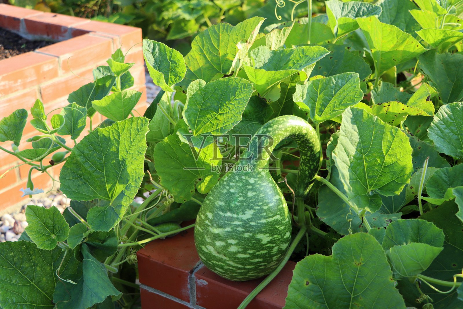 小的绿色瓶子形状的龙葵南瓜在花园里照片摄影图片