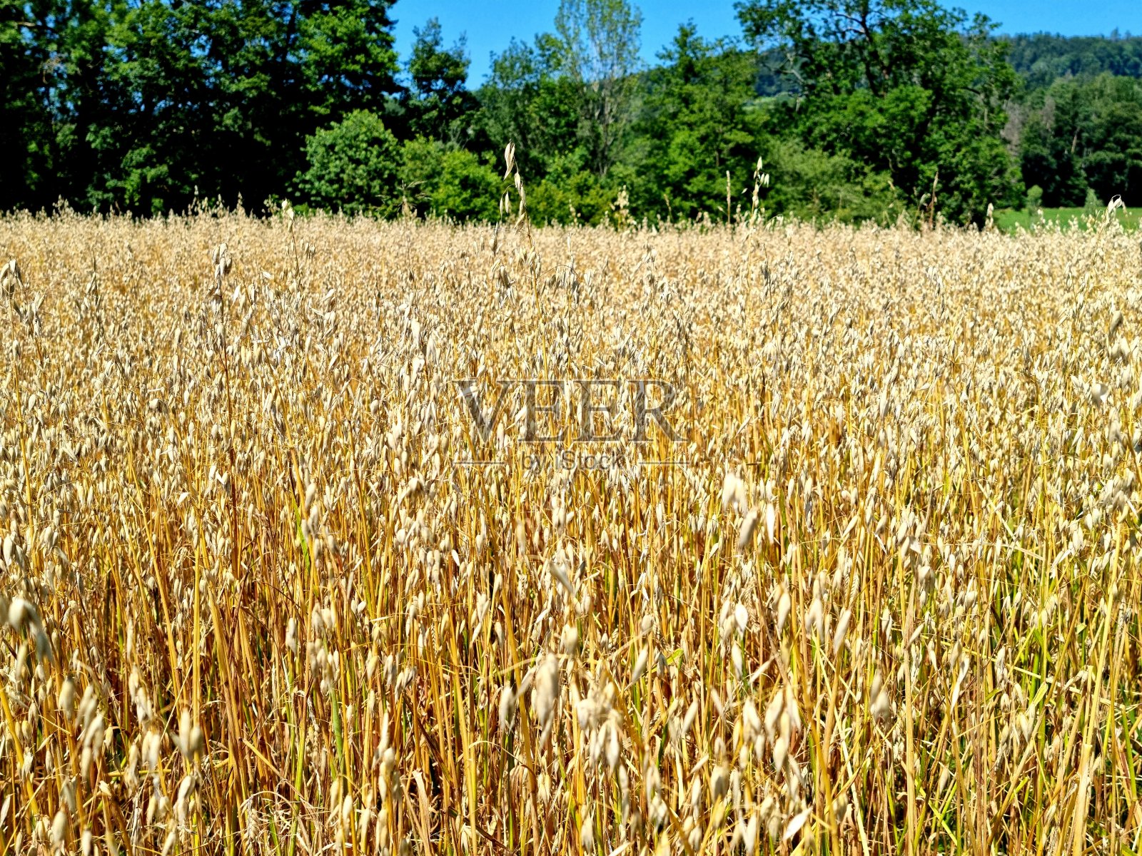 Oat领域照片摄影图片