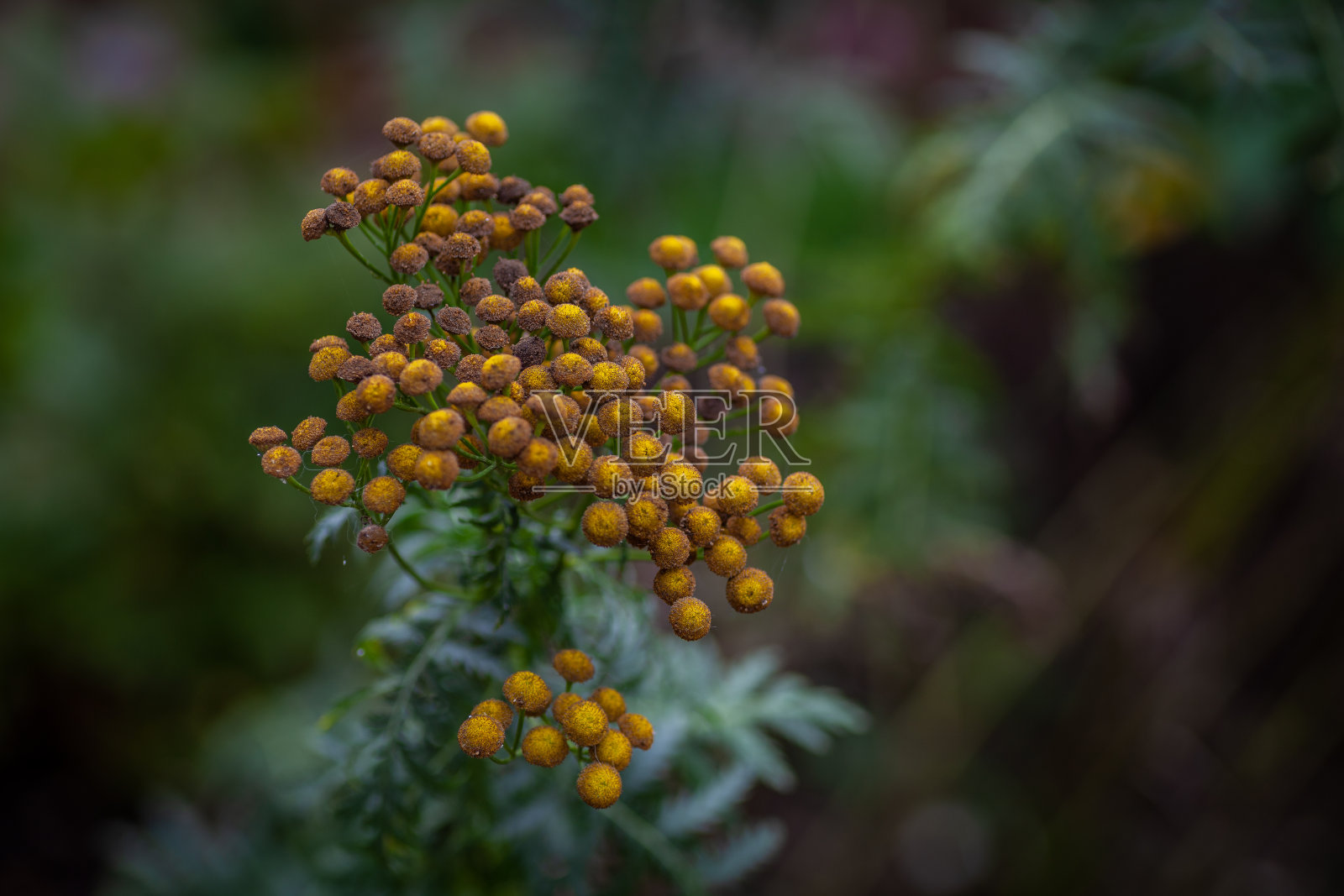 常青藤俗气照片摄影图片