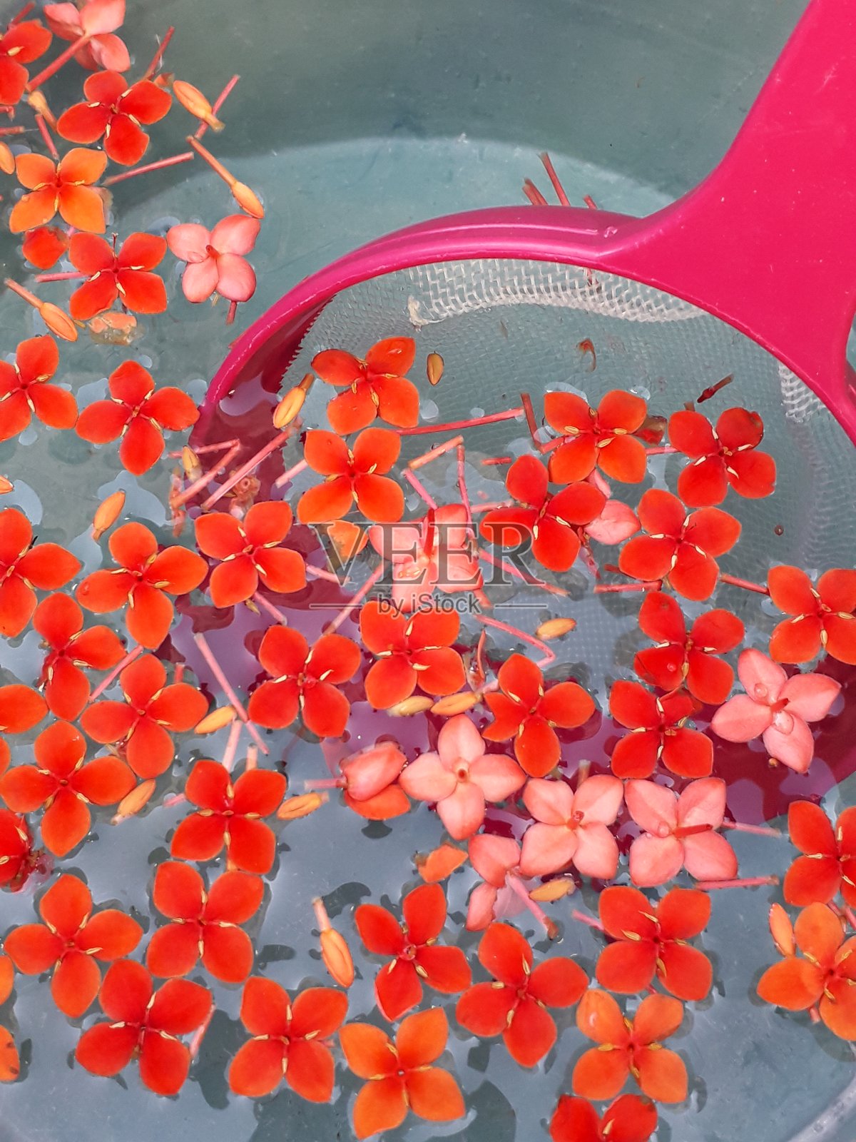 红色的花照片摄影图片