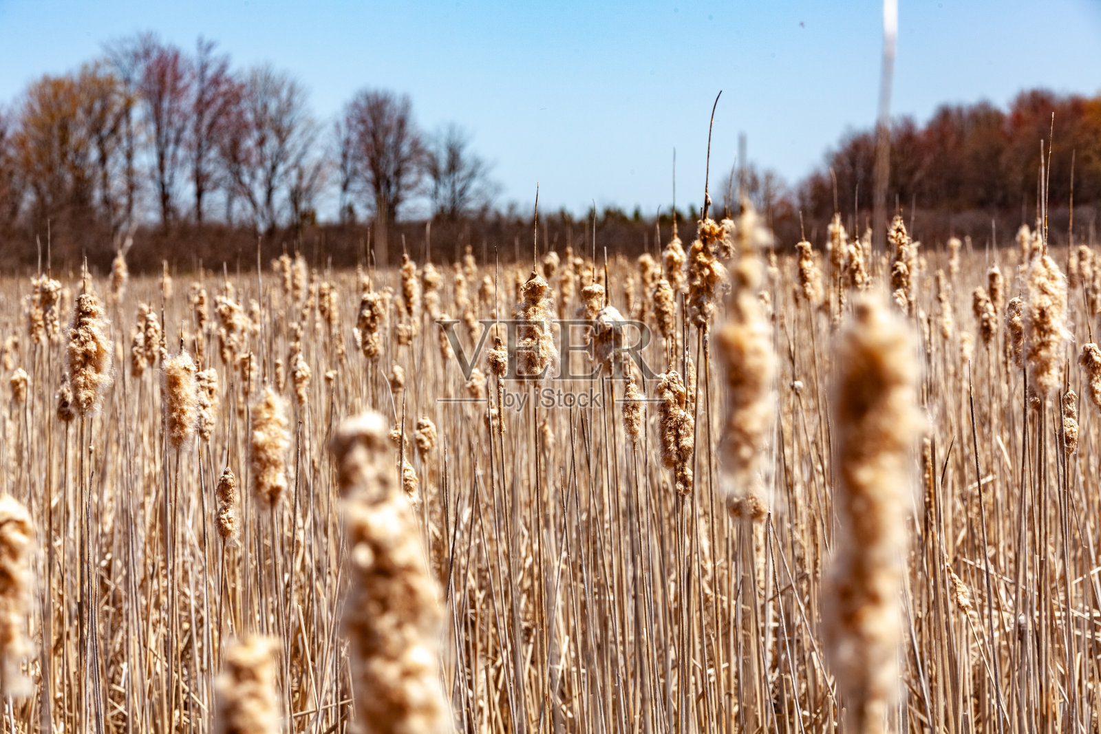 沼泽中的芦苇照片摄影图片