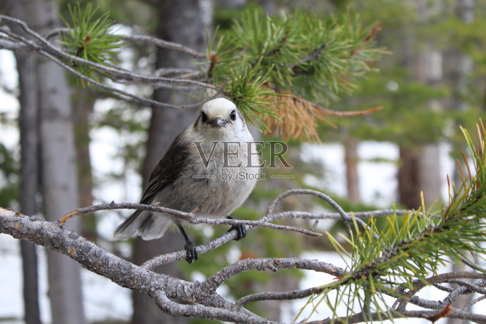 鸟2，RMNP照片摄影图片