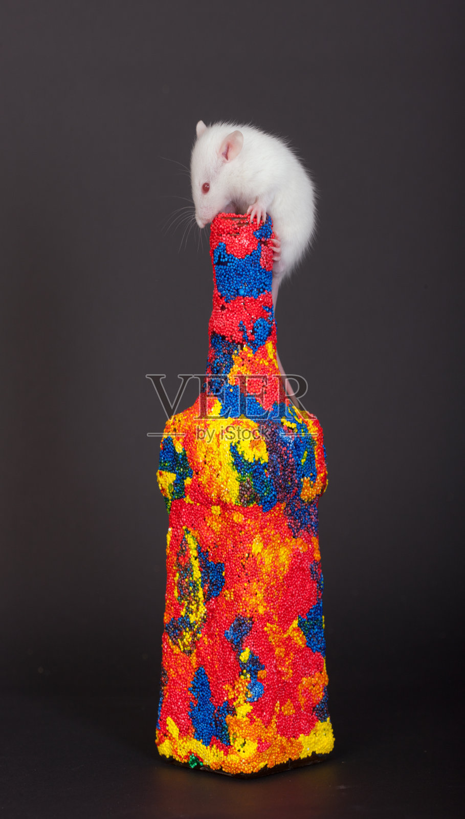 小白鼠照片摄影图片