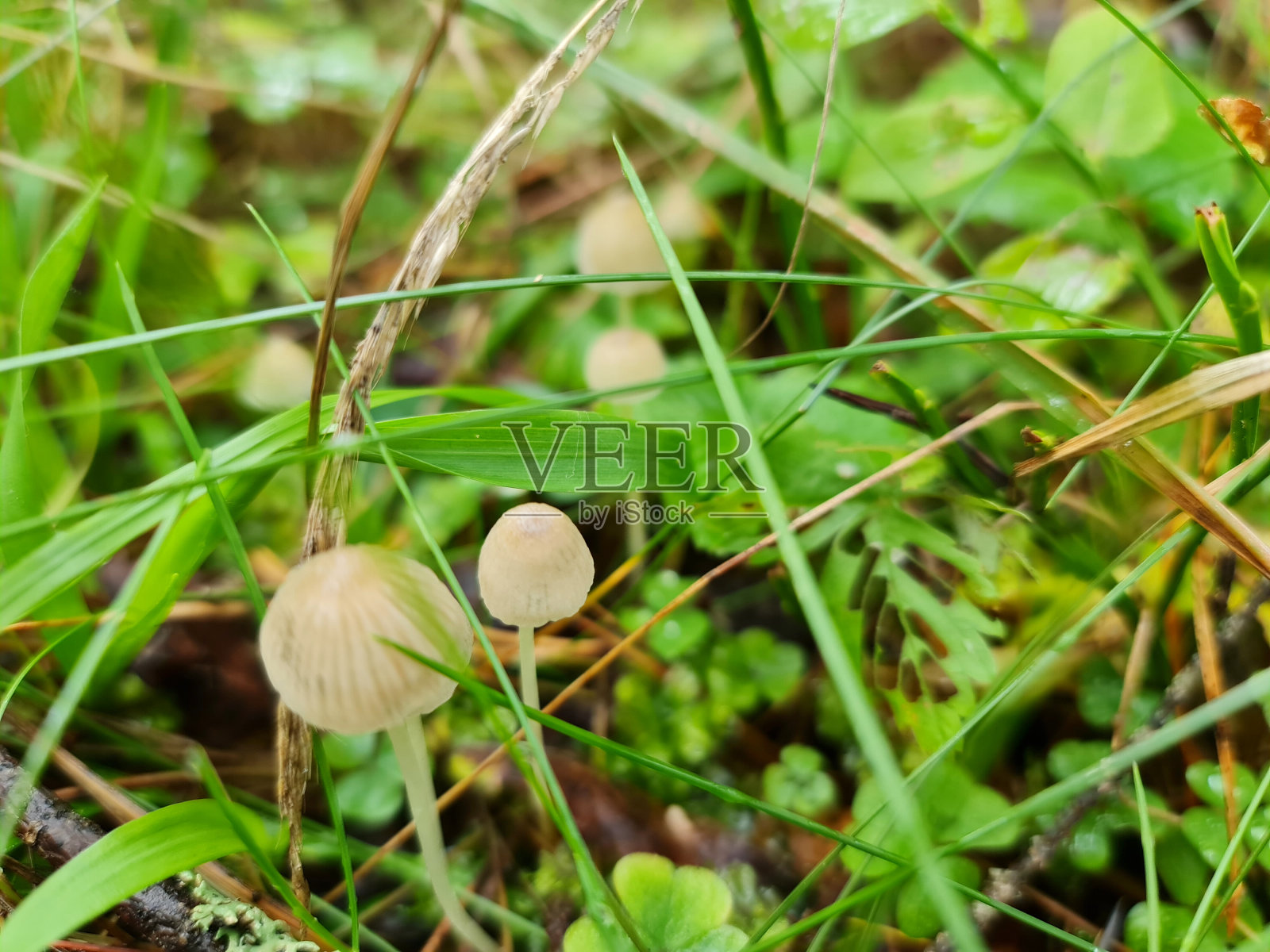 森林里的白色裸盖菇特写镜头。照片摄影图片