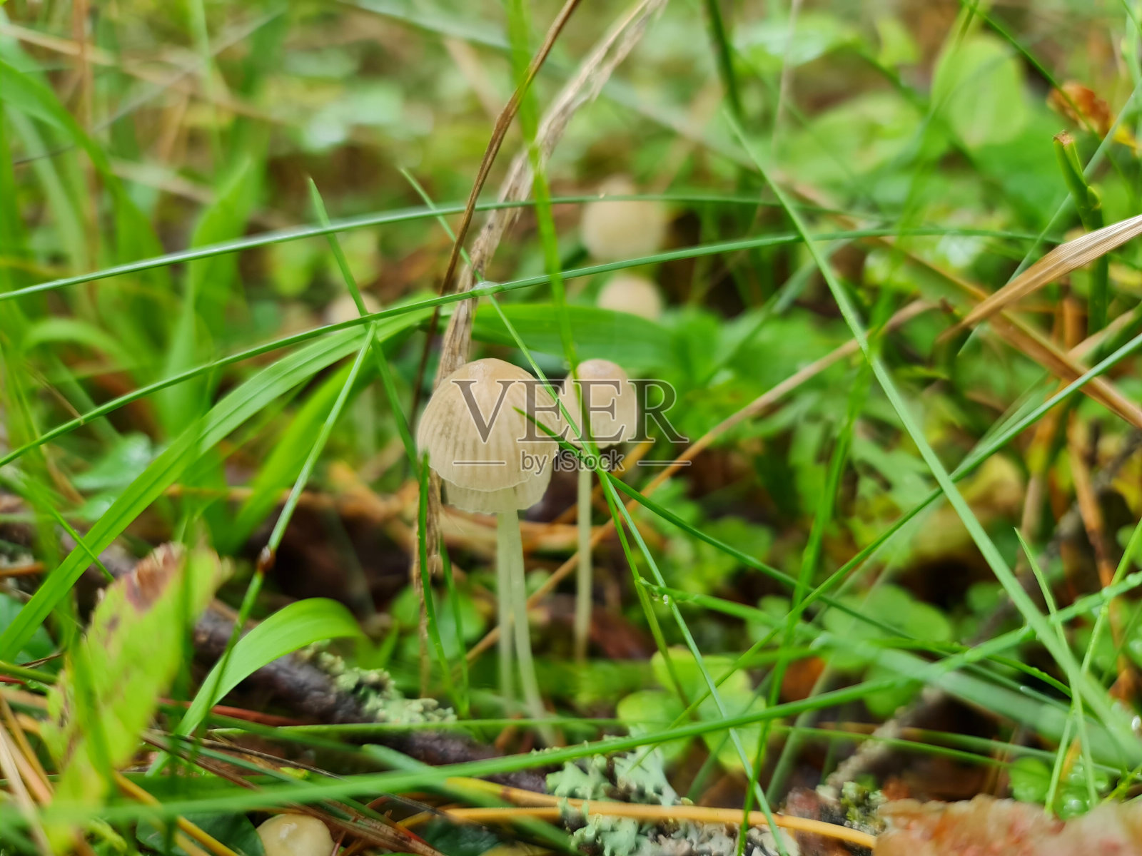 森林里的白色裸盖菇特写镜头。照片摄影图片