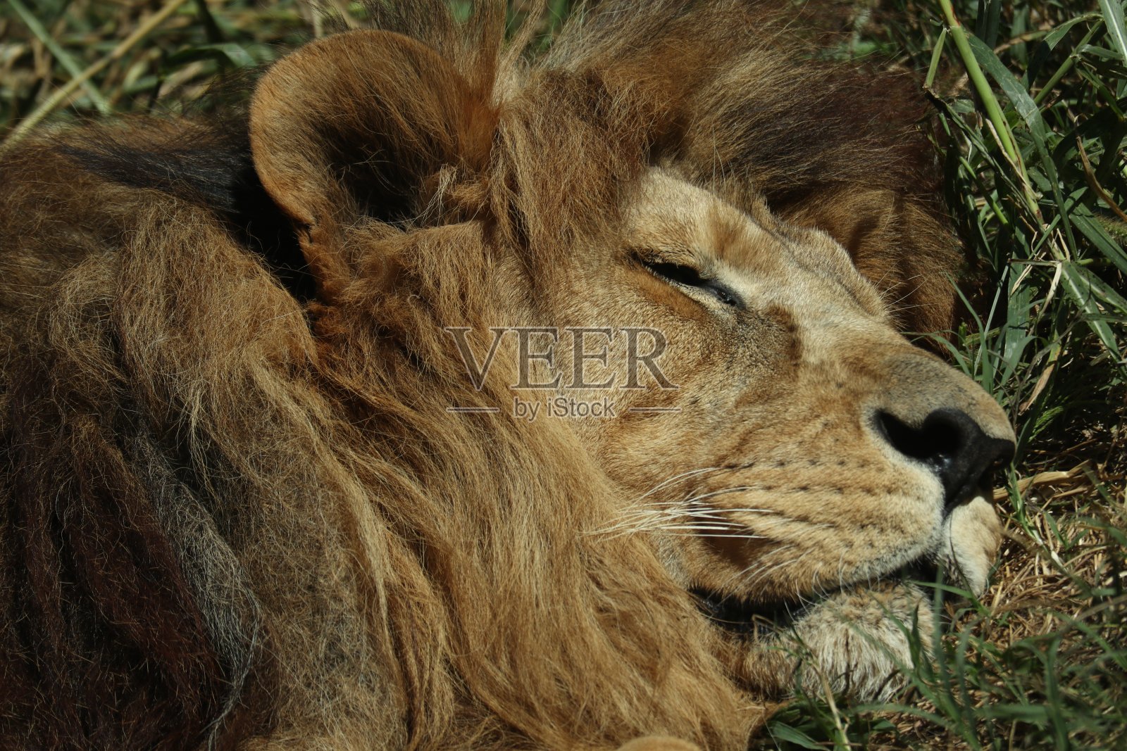 狮子照片摄影图片