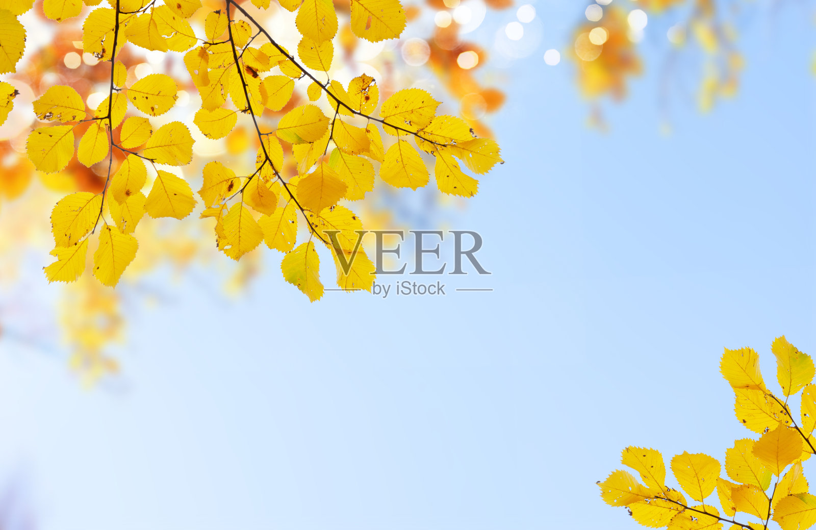 充满活力的秋天树叶照片摄影图片