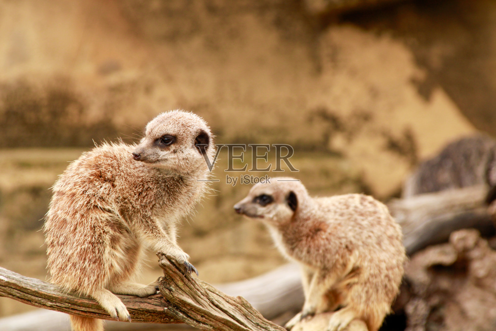 被圈养的狐獴照片摄影图片