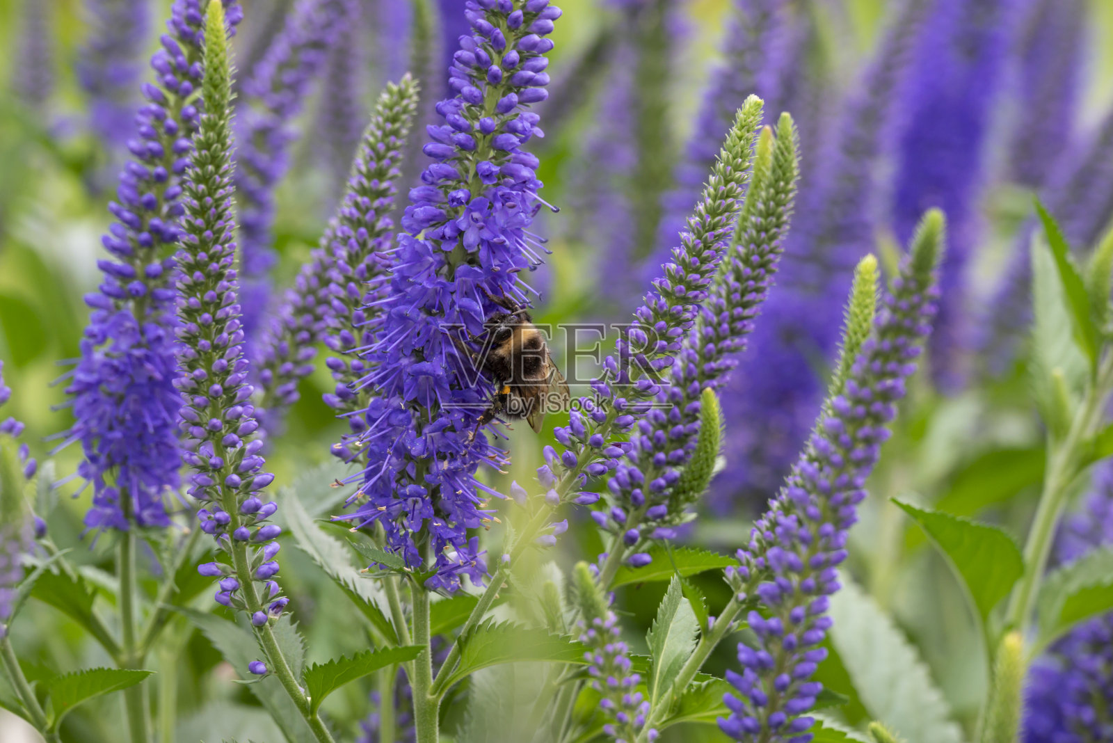 大黄蜂在羽扇豆花上。照片摄影图片