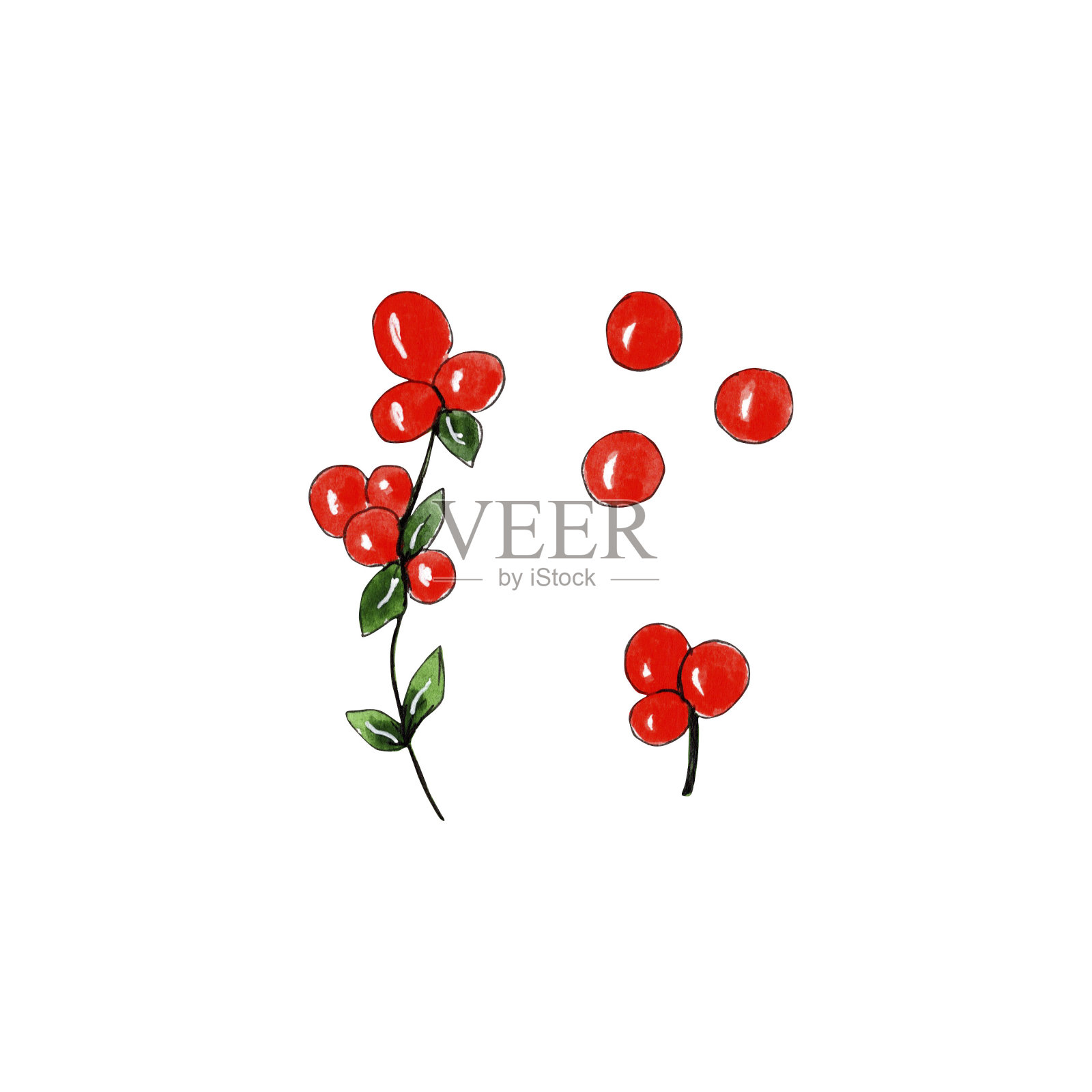 手绘水彩蔓越莓孤立在白色背景插画图片素材