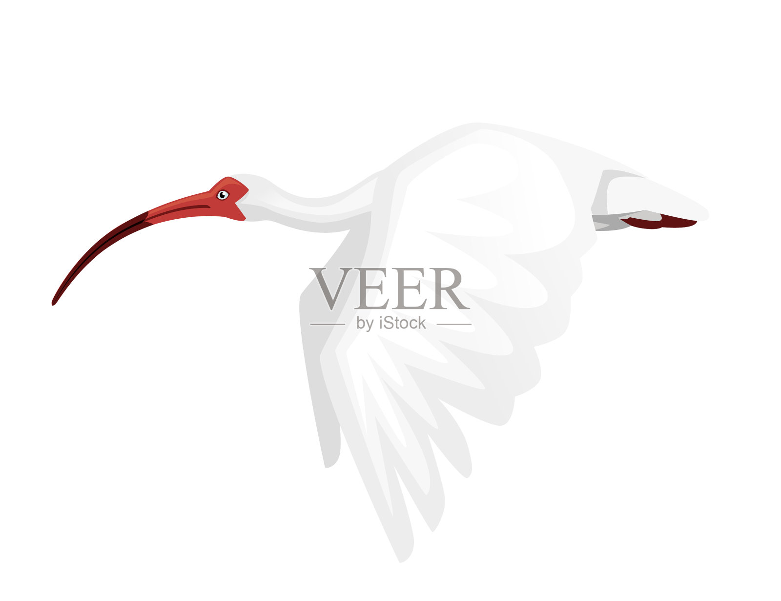 拍着翅膀飞翔的美洲白鹮插画图片素材