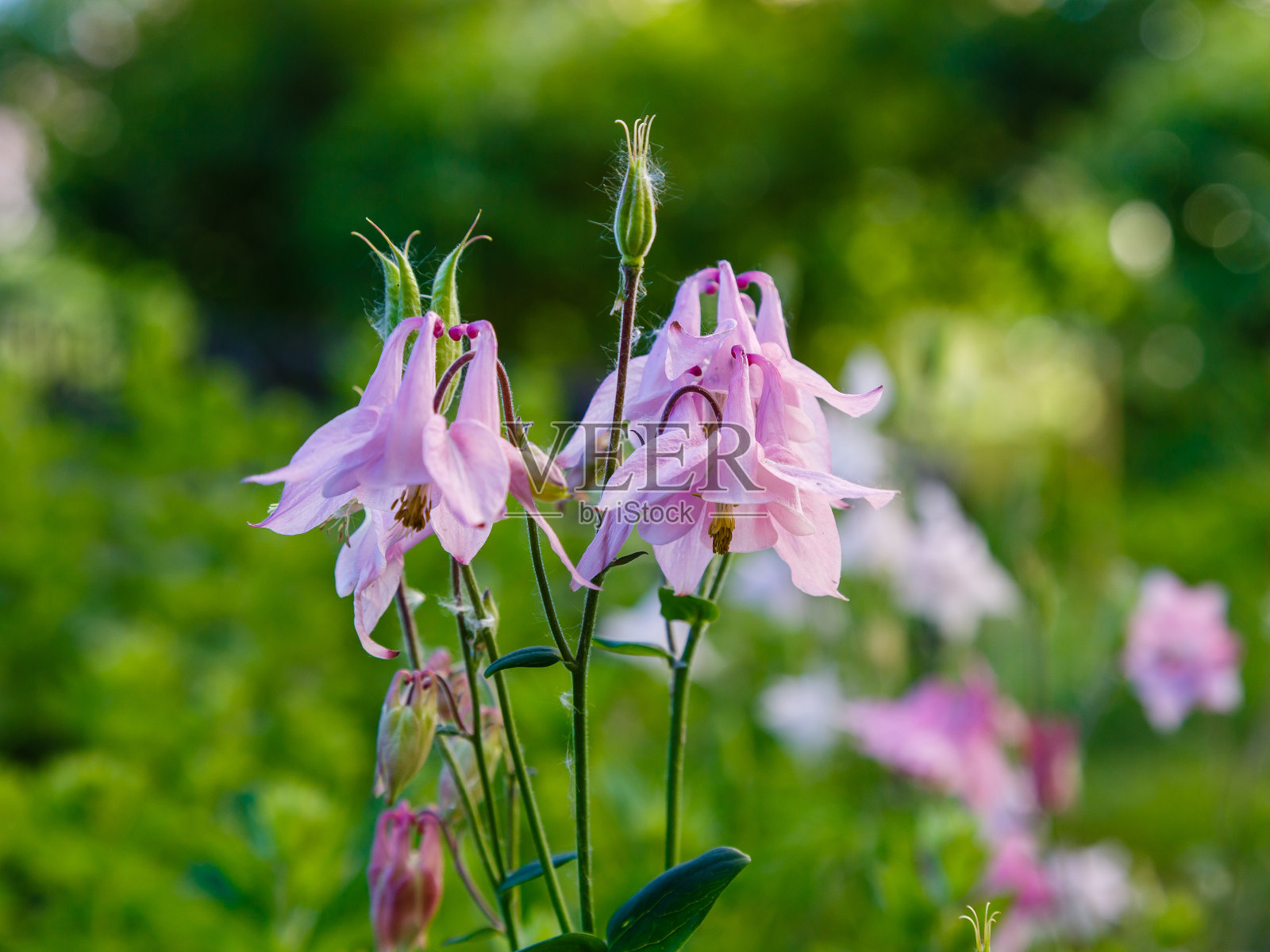 普通集水区或自然背景下的寻常Aquilegia照片摄影图片