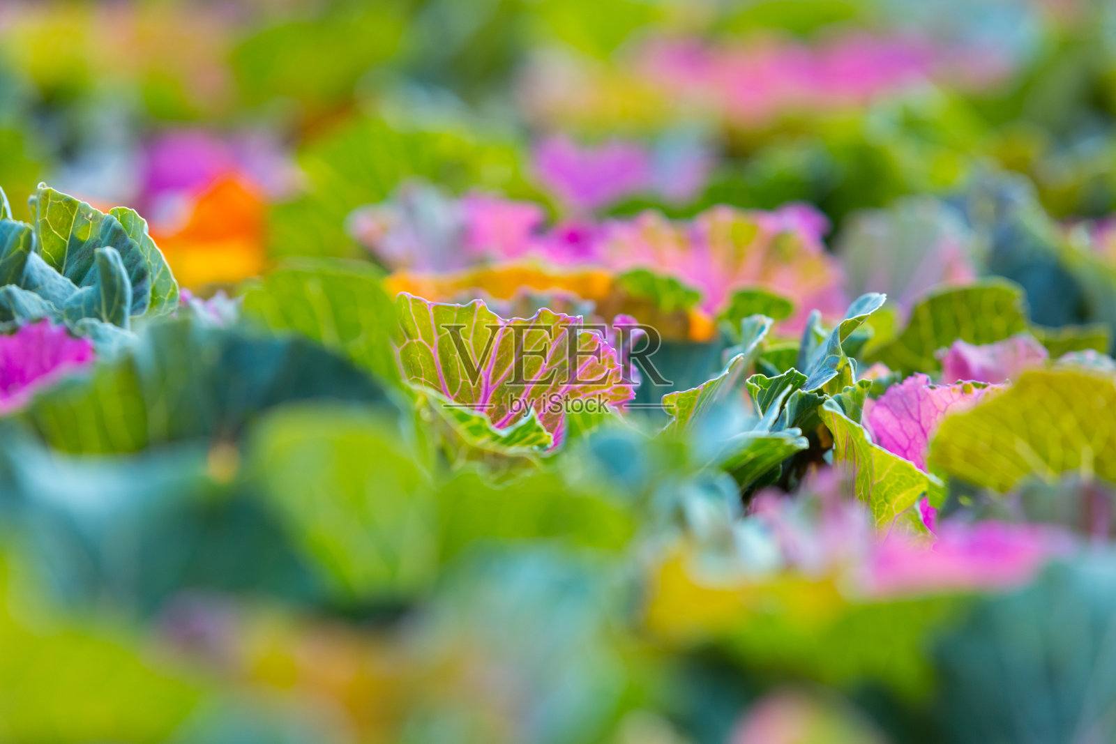 装饰装饰卷心菜照片摄影图片