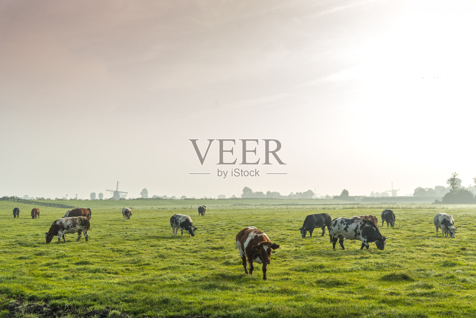 雾蒙蒙的清晨，绿草地上的牛群照片摄影图片