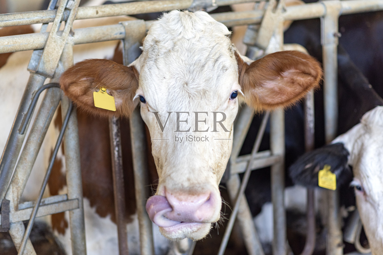 小牛场里的动物照片摄影图片