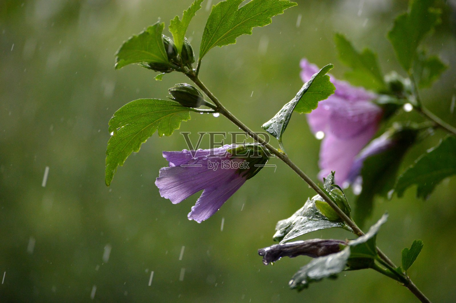雨和雨滴落在粉红色的花上照片摄影图片
