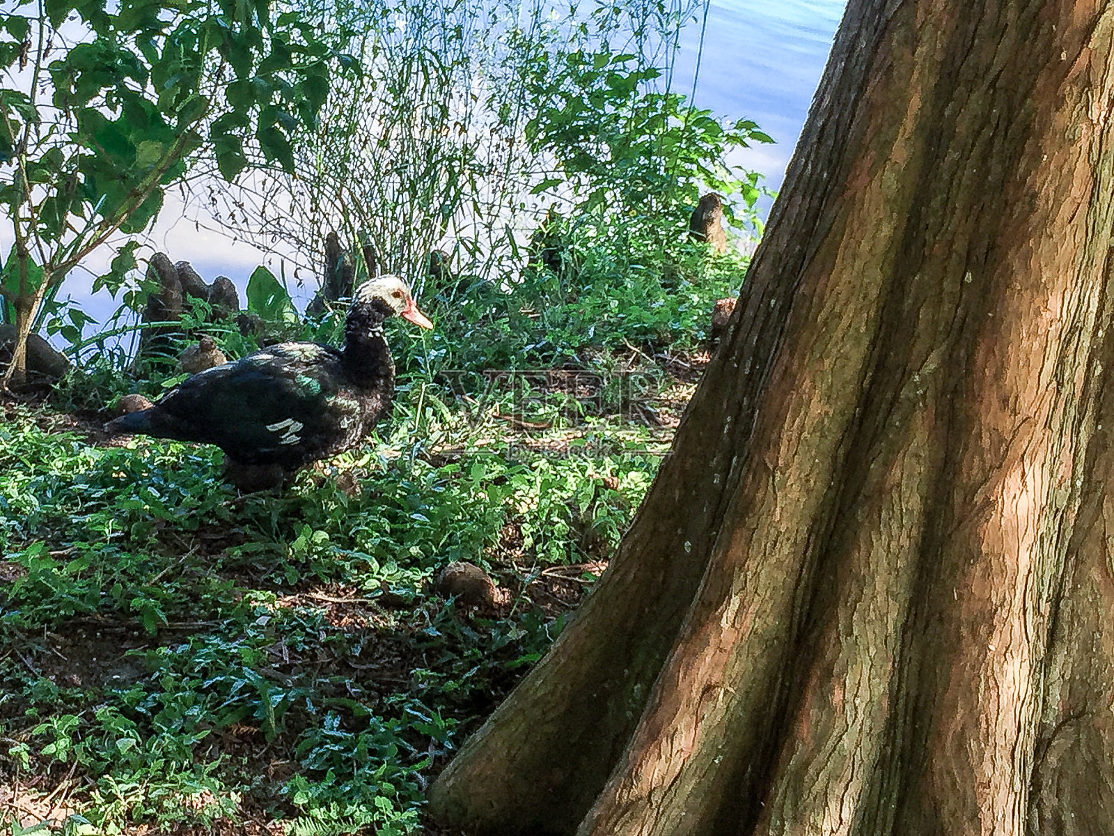 新奥尔良市长着绿色羽毛的黑白鸭照片摄影图片