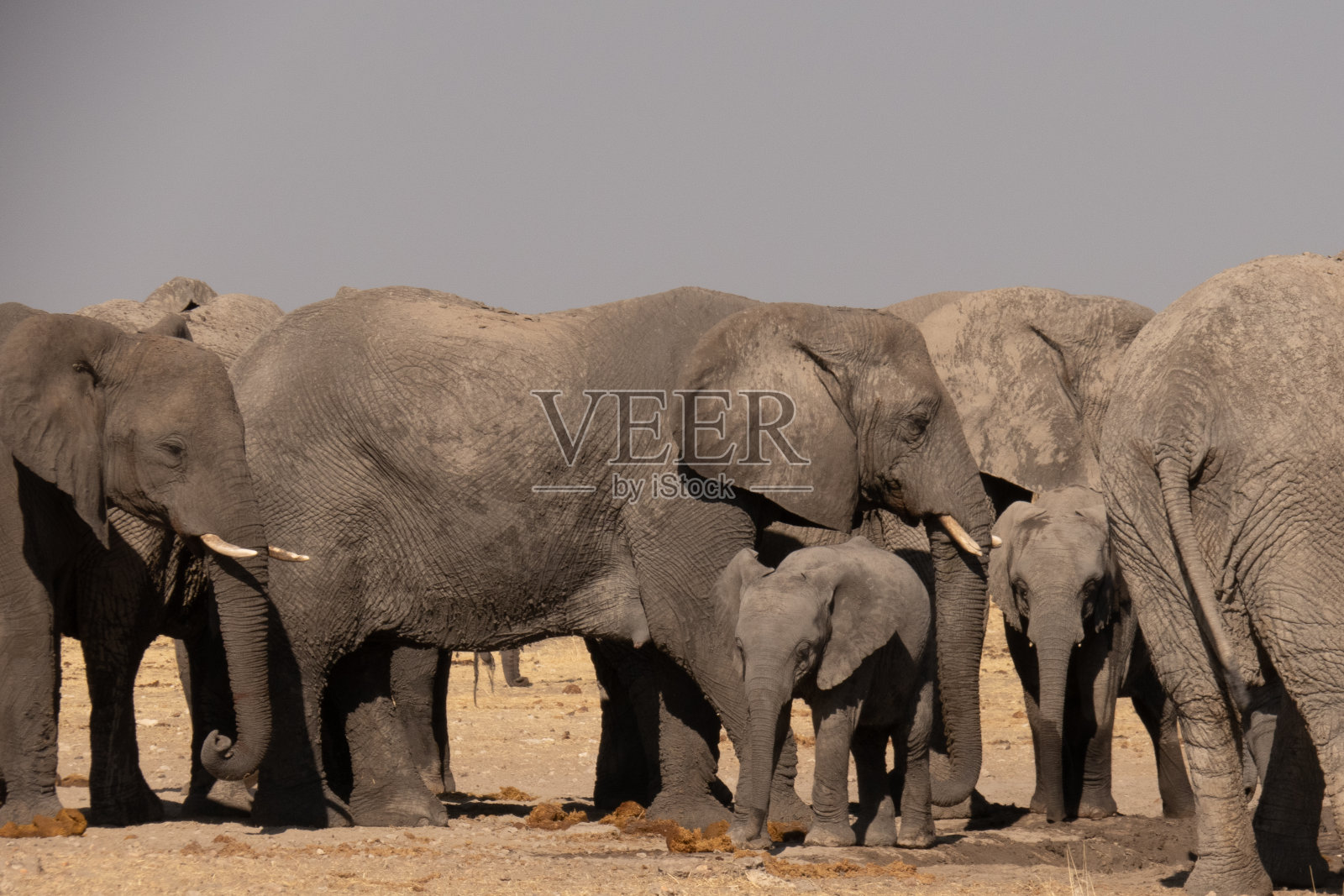 一群大象在水坑里喝水。一头小象站在前面。照片摄影图片