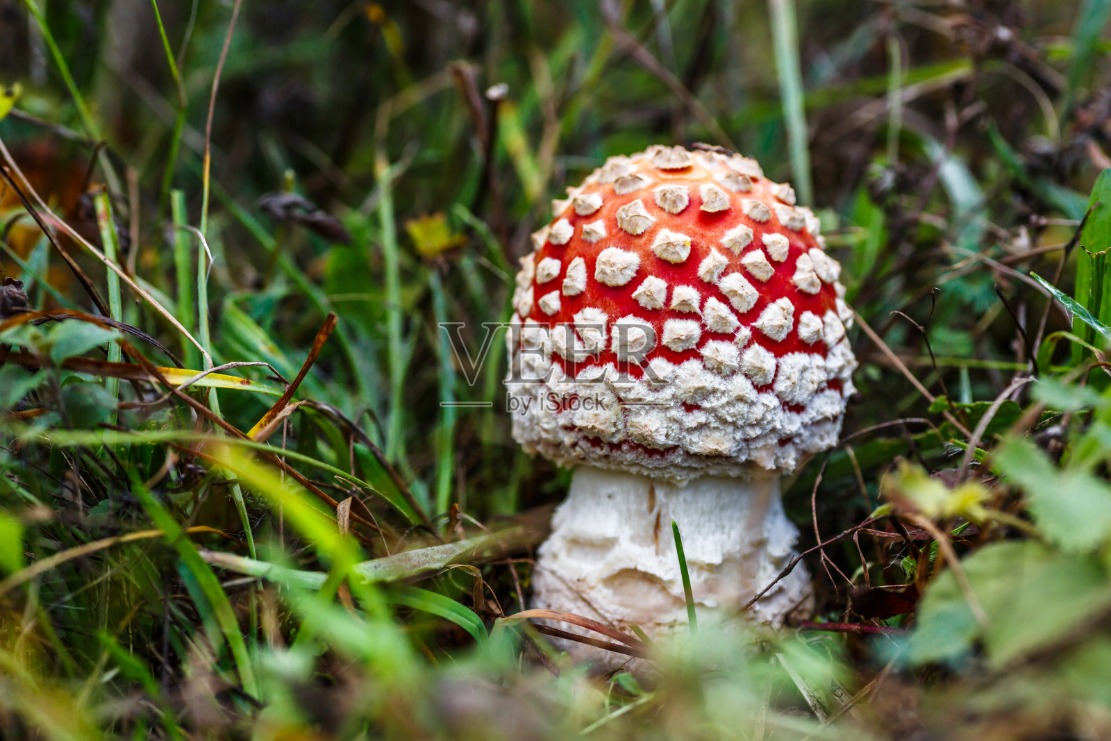 红蝇木耳对森林的背景。秋季森林背景草地上的有毒和致幻剂蘑菇飞木耳。陈放。鼓舞人心的自然秋季景观照片摄影图片