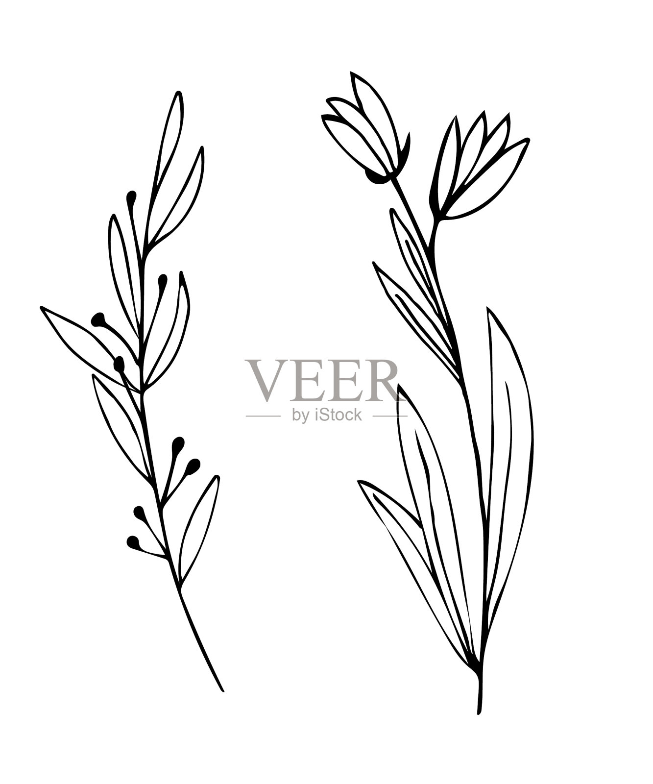 植物学线性叶集抽象极简设计元素图片