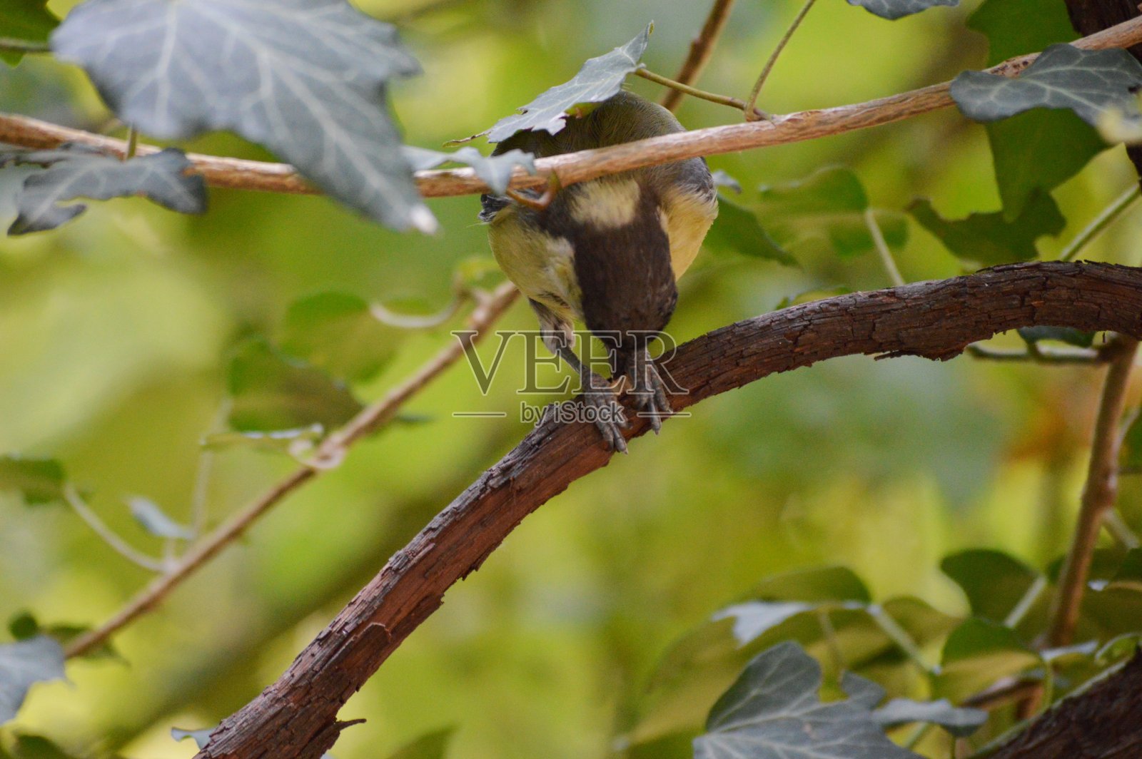 一只嘴里衔着种子的黄色小鸟照片摄影图片