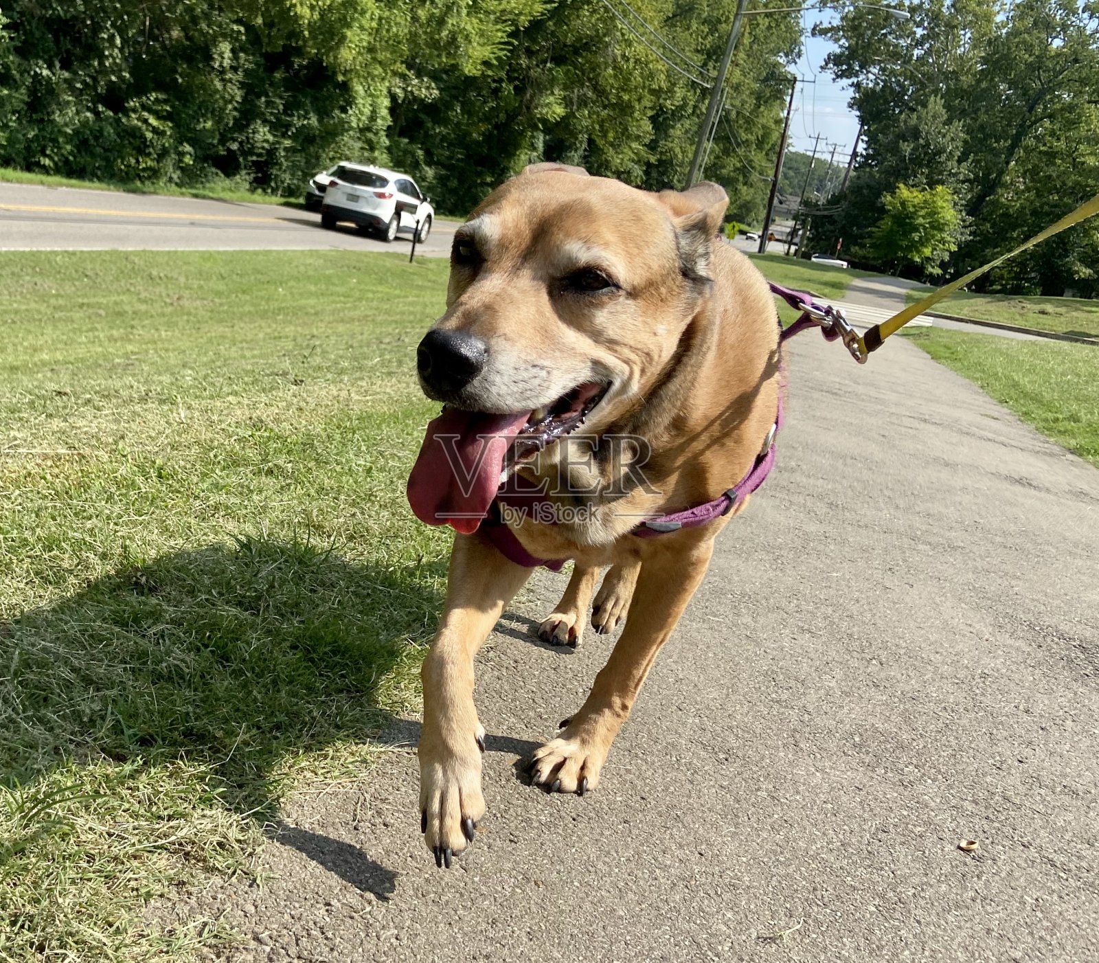 快乐的狗在散步照片摄影图片