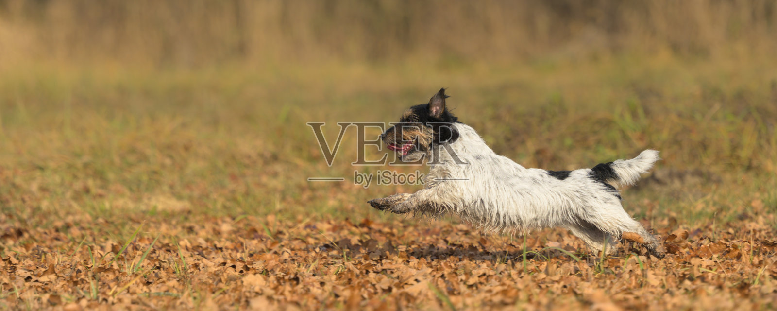 快速的小杰克罗素梗狗在秋天的树叶草地上奔跑照片摄影图片