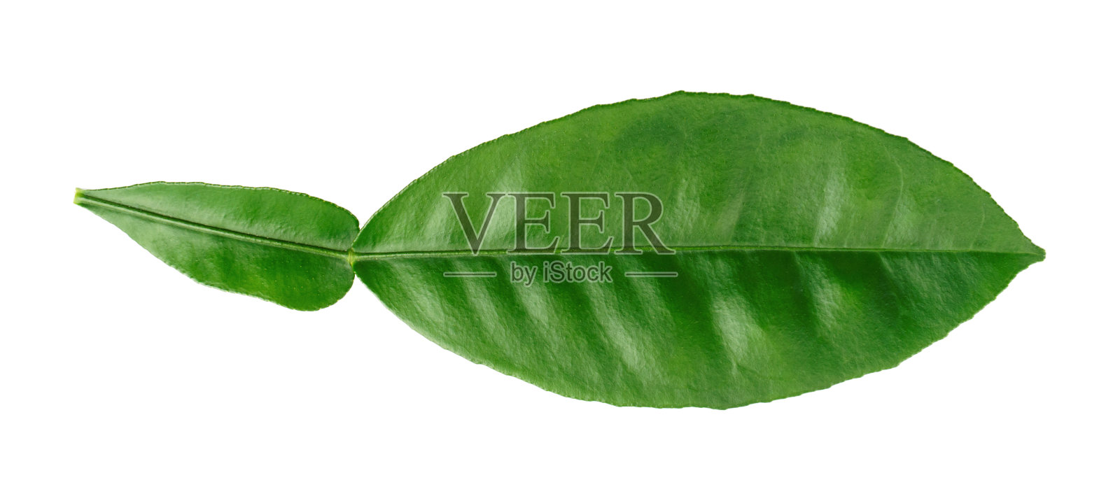 在白色背景上分离的绿色柑橘叶。照片摄影图片