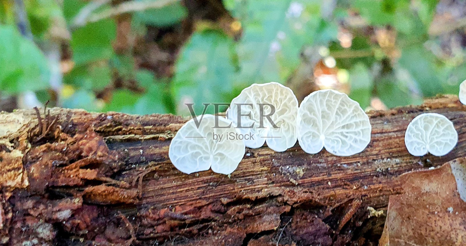 大自然在开花-更接近照片摄影图片