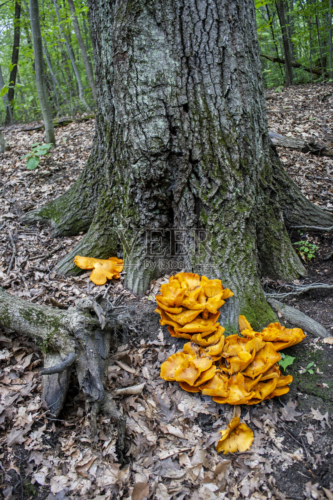Omphalotus illudens, Jack O'Lantern Mushroom at the Morgan's Arboretum, Montreal, Quebec。加拿大照片摄影图片
